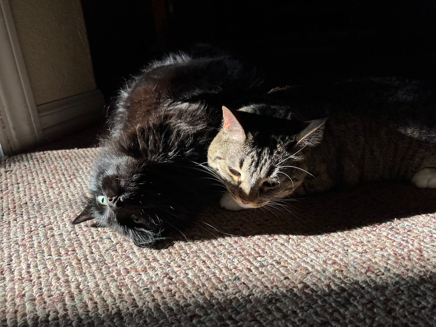 Two cats, one black and one tabby, snuggling together in a sunlit spot on beige carpet.