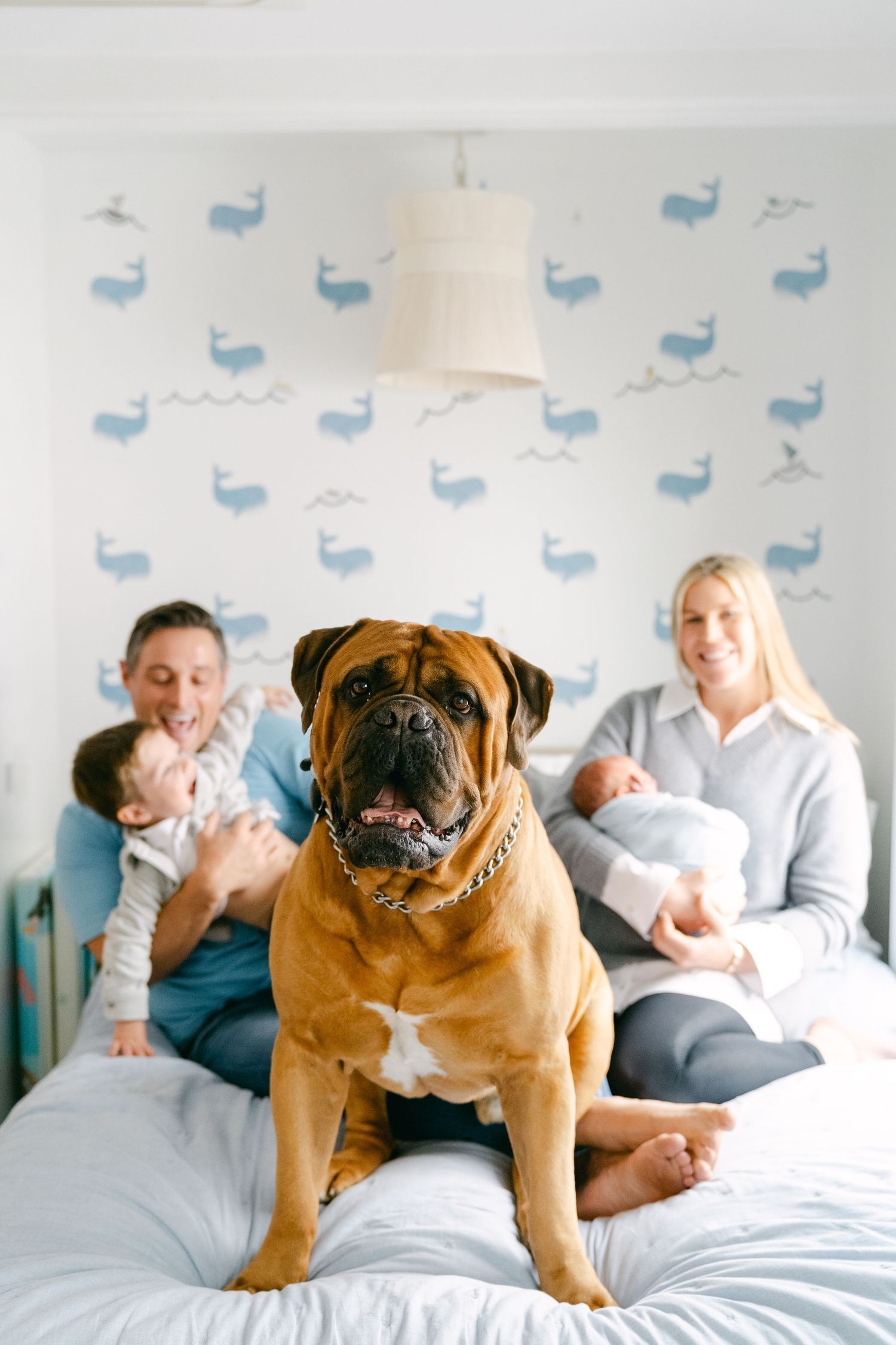 Large bulldog sits on bed with blue whale wallpaper in background.