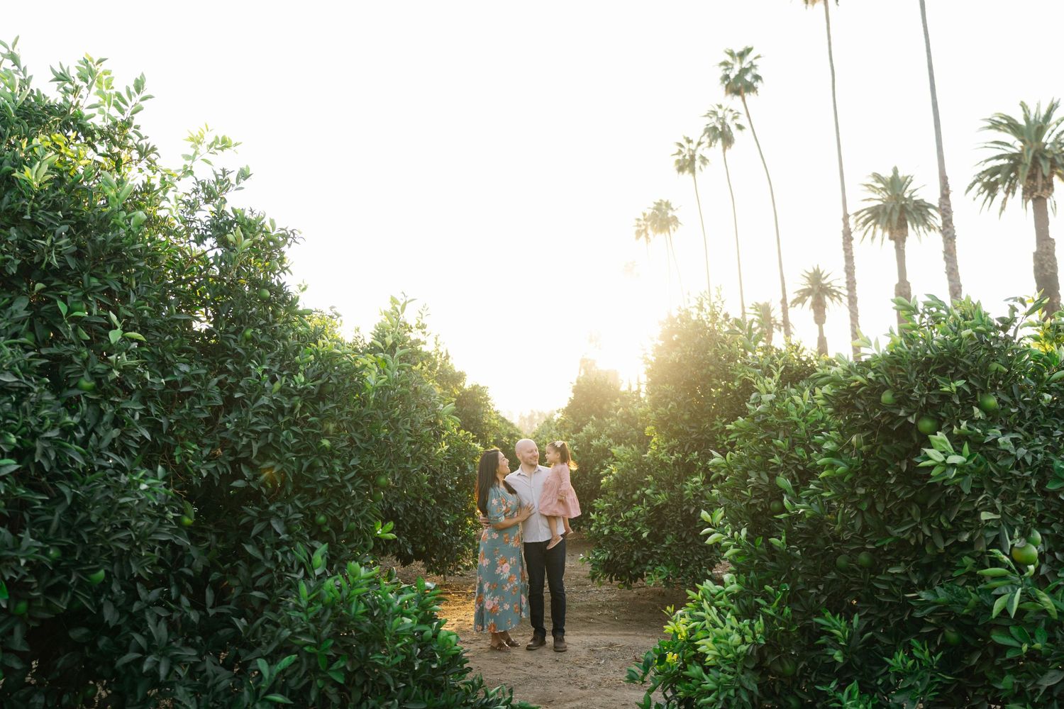 A couple stands on a path between citrus groves with tall palm trees and golden sunlight filtering through.