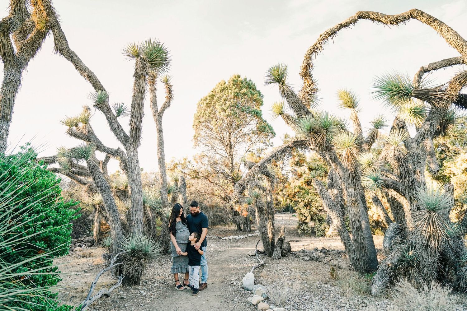 Couple enjoying a romantic moment among towering Joshua trees in a desert landscape.