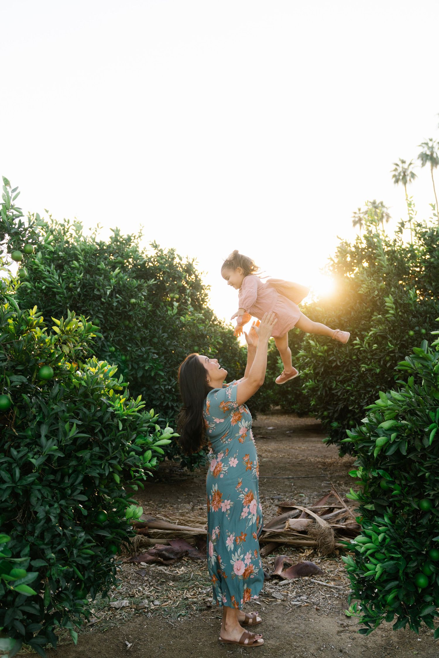 Joyful moment captured as parent lifts child high in the air among citrus trees at sunset.