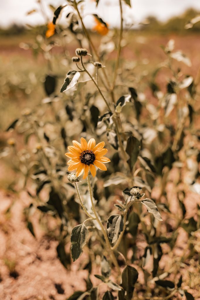 Single vibrant sunflower bloom standing tall among dried stems in warm autumn lighting.