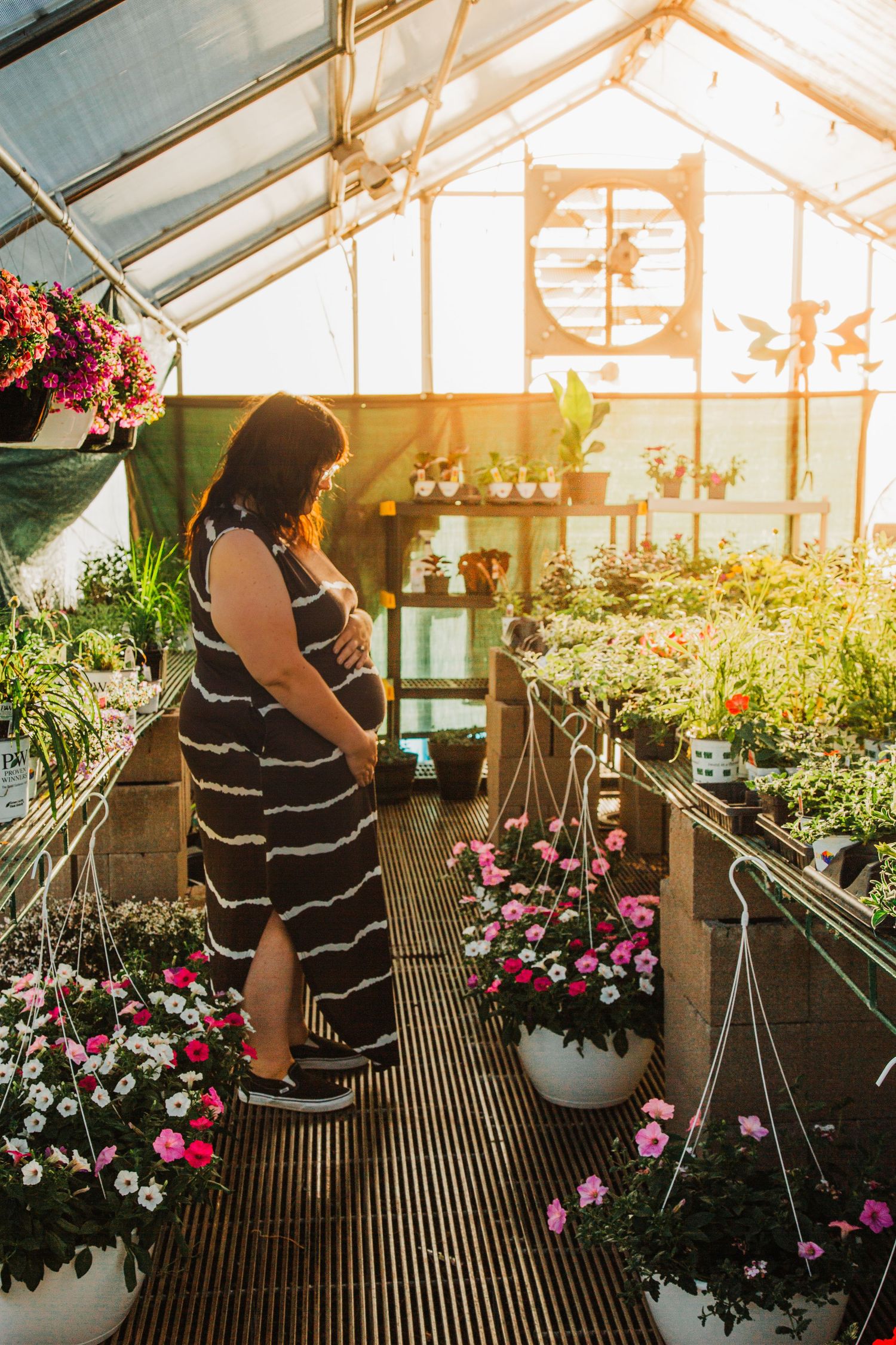Sunlit greenhouse interior with flowering plants and hanging baskets along walkway during golden hour.