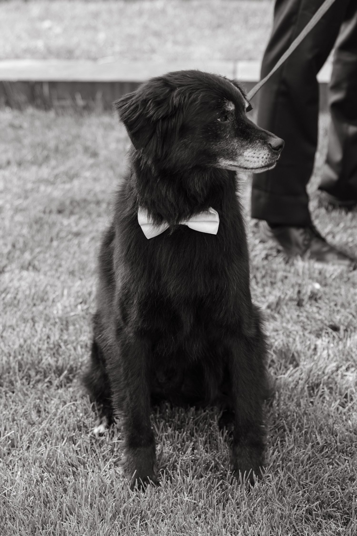 Black dog wearing a white bow tie sitting on grass in a black and white photo.