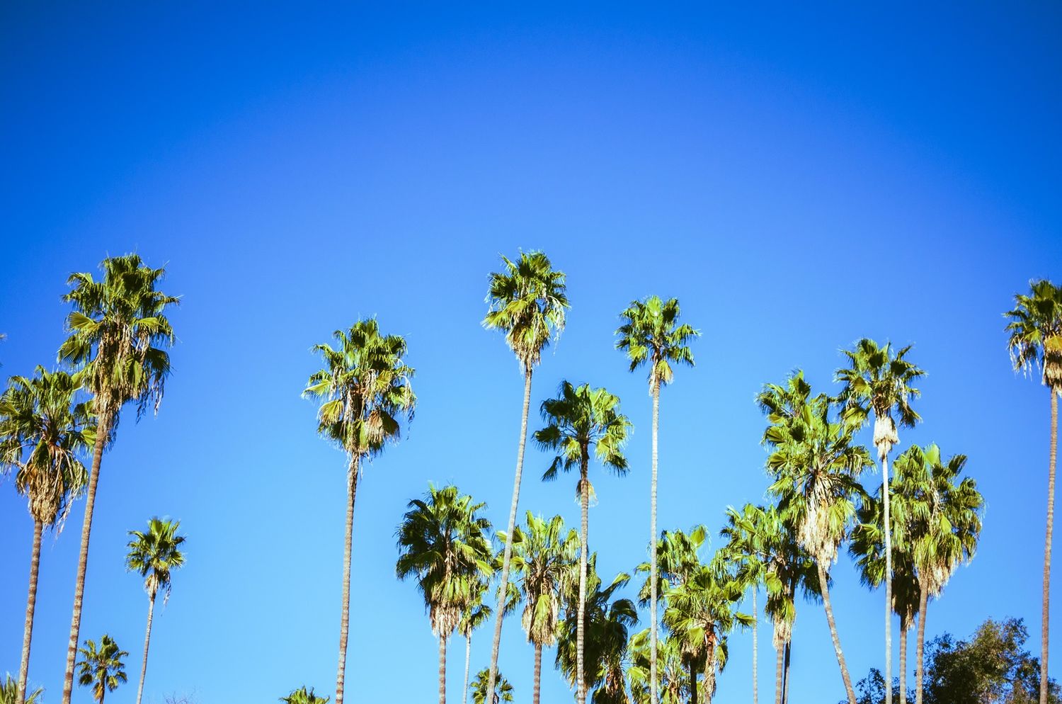 Tall palm trees line up against a vivid blue sky in a tropical Southern California landscape.