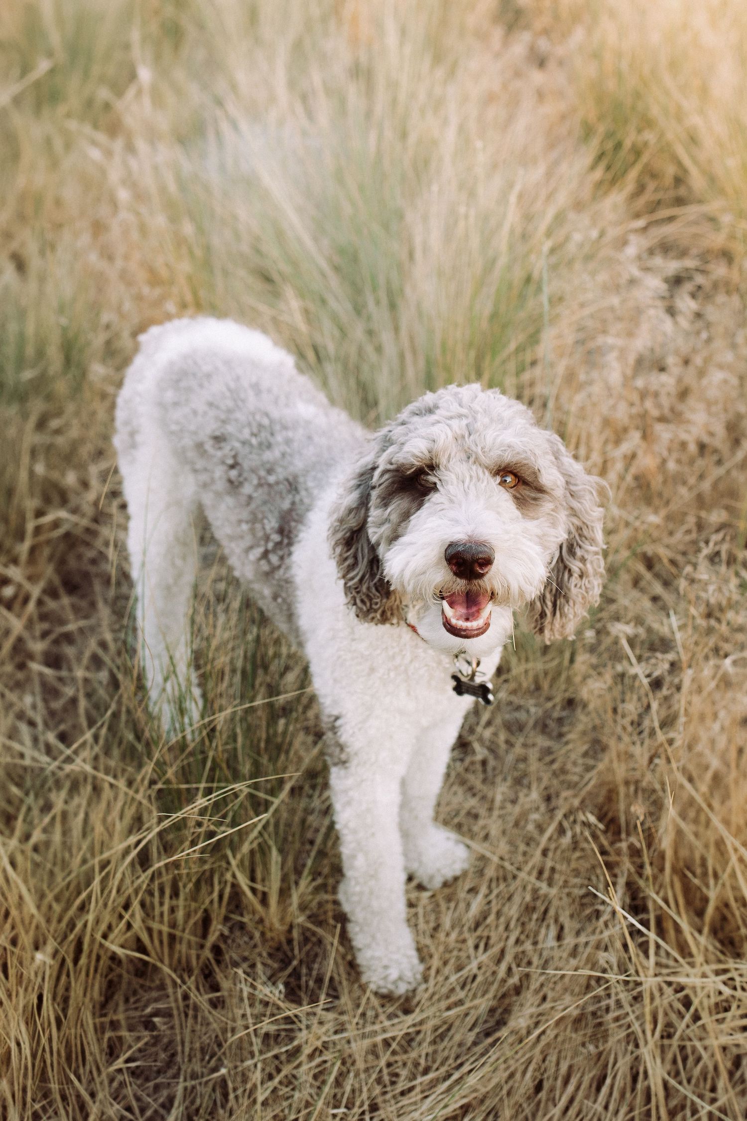 Fluffy white dog plays happily in tall grass during a sunny outdoor photoshoot.