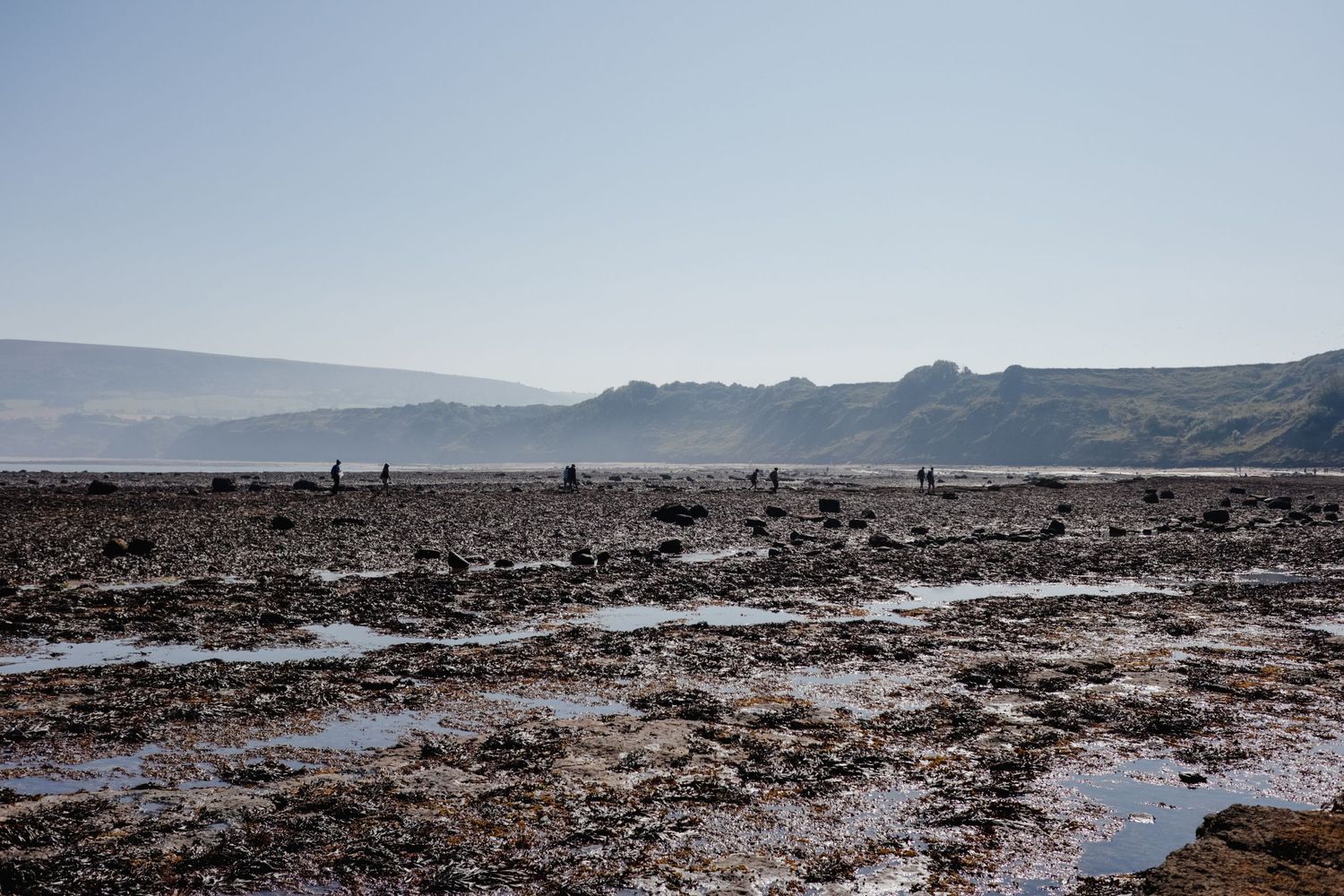 Coastal foraging