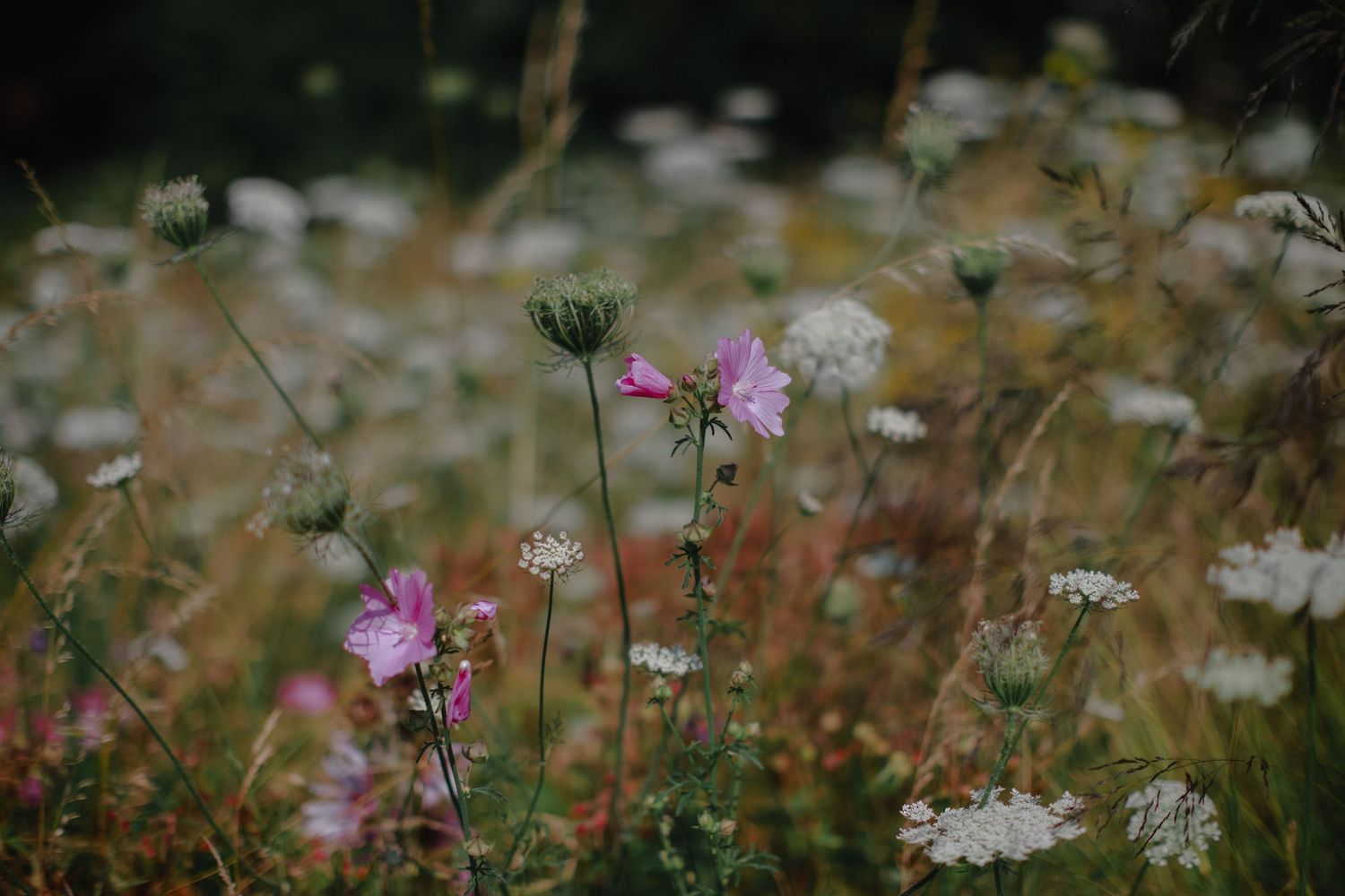 Wildflowers in a meadow