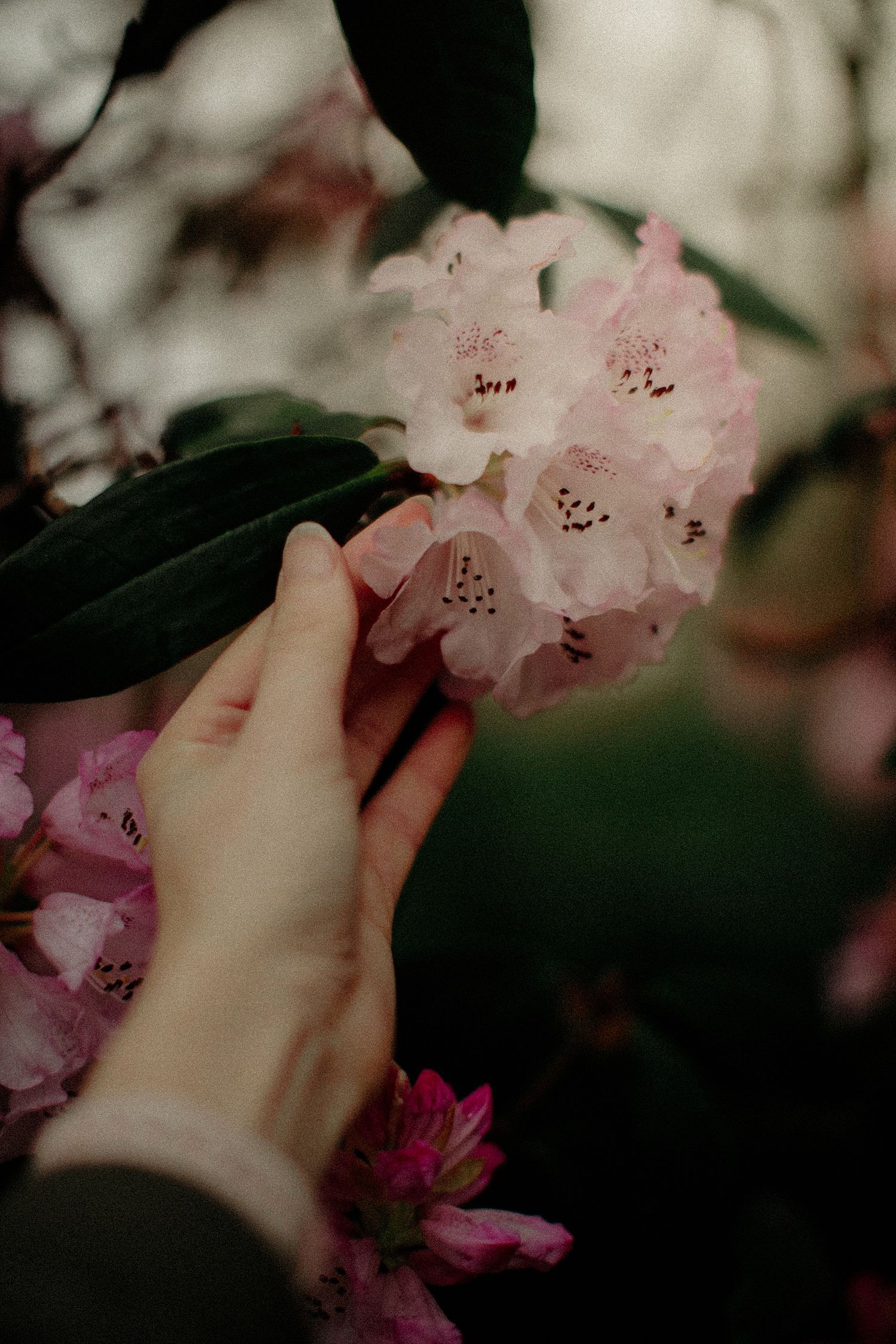 Blossom in Spring