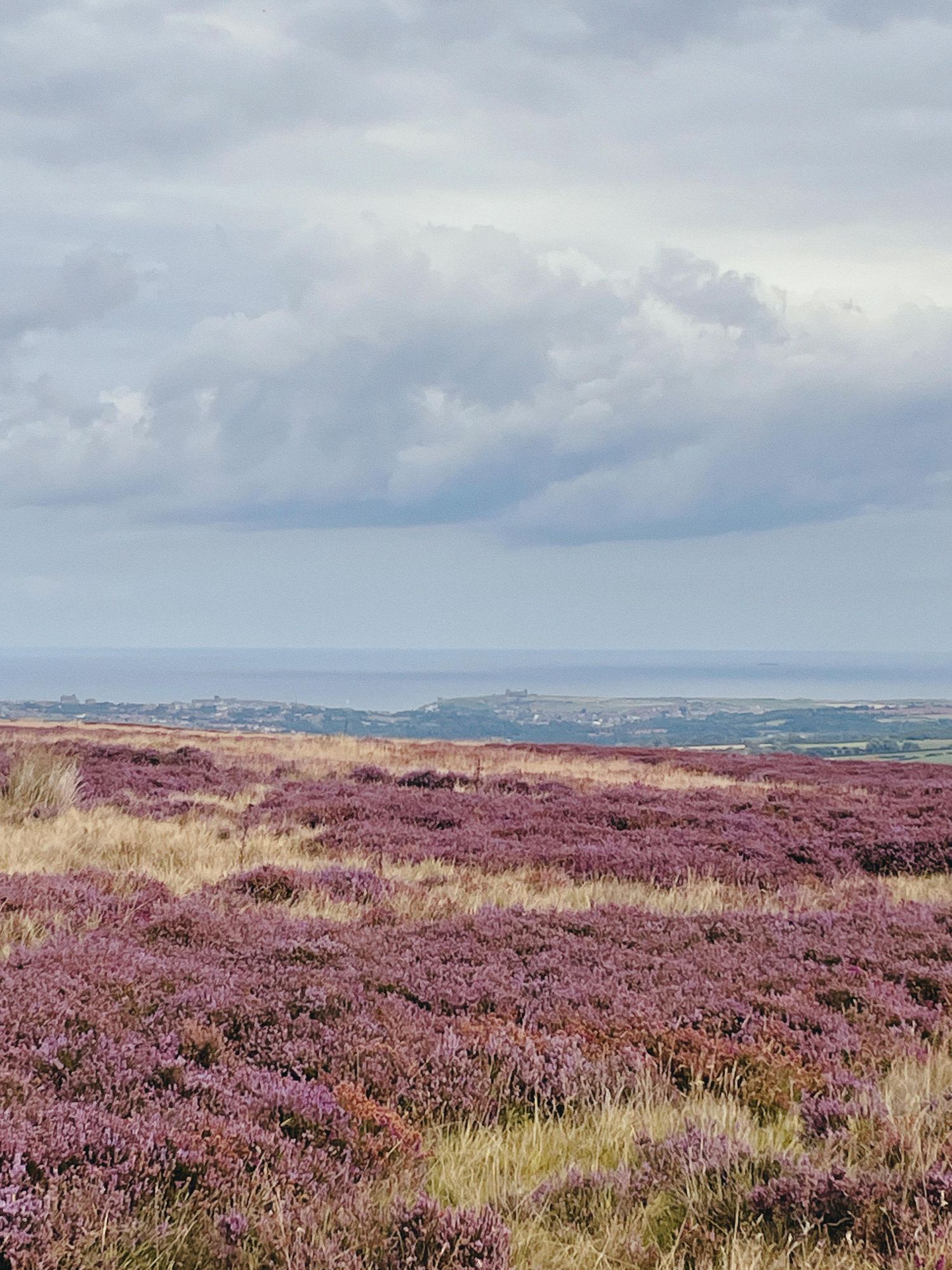 Purple Heather and Bilberries at the Yorkshire Coast