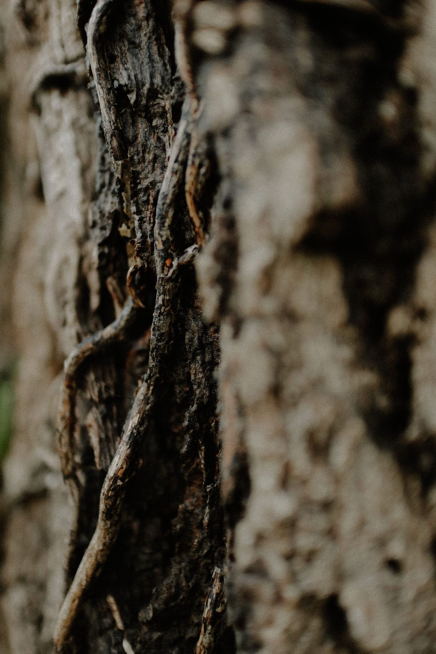 Bark of tree
