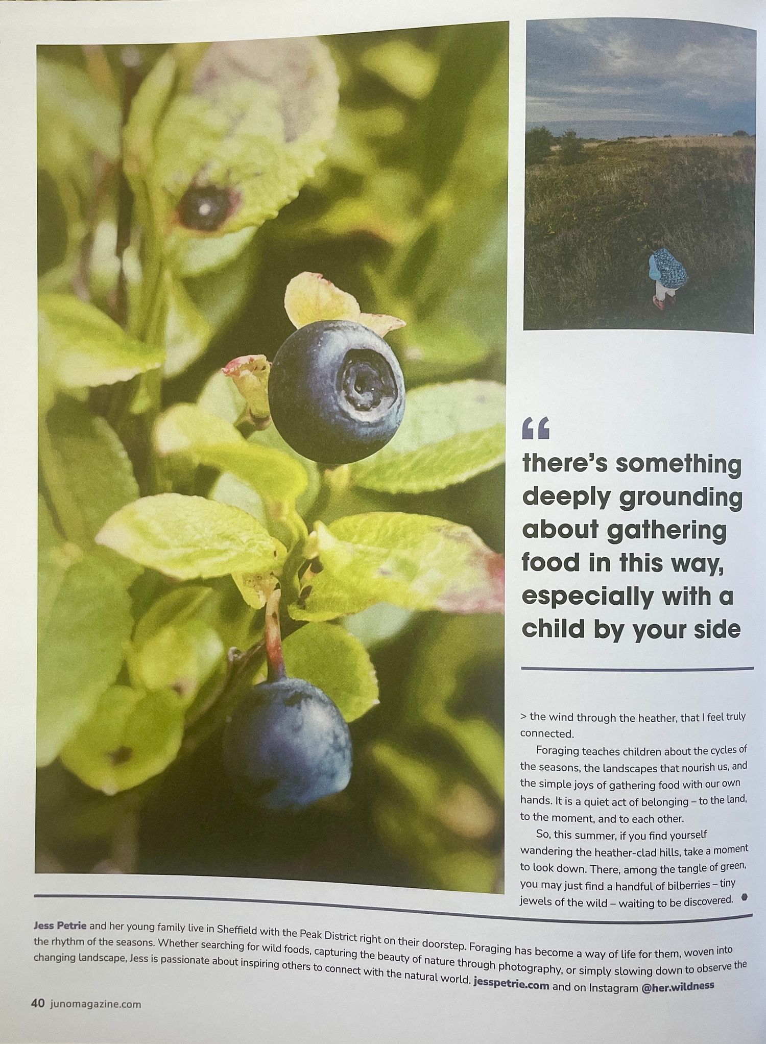 Juno Magazine Article about foraging for Bilberries with children By Jess Petrie