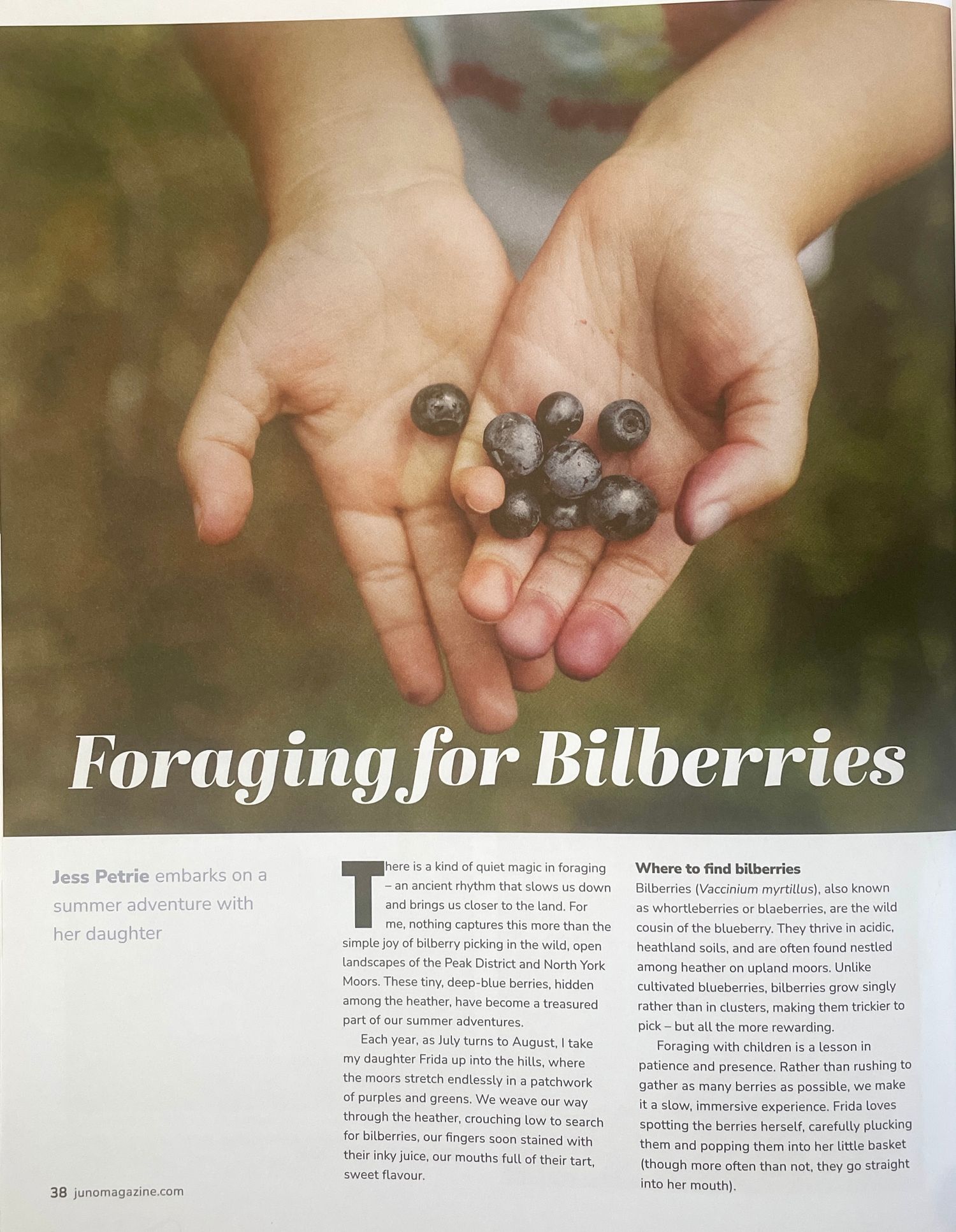 Juno Magazine Article about foraging for Bilberries with children By Jess Petrie