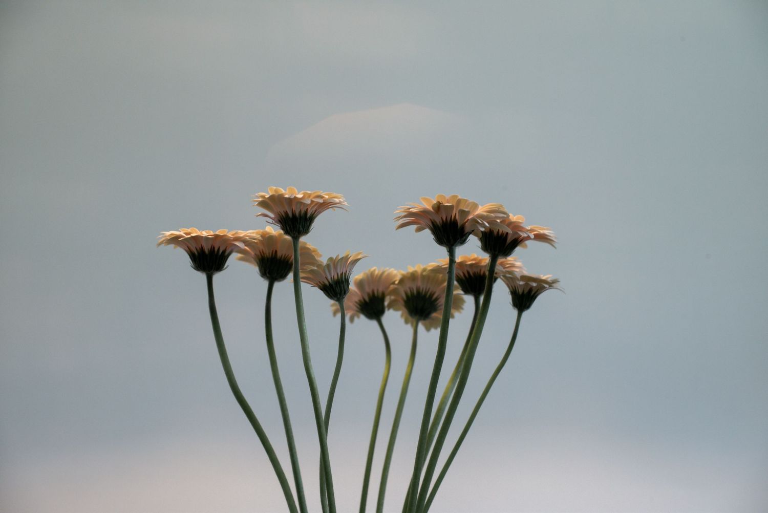 CaniNickels-Photography