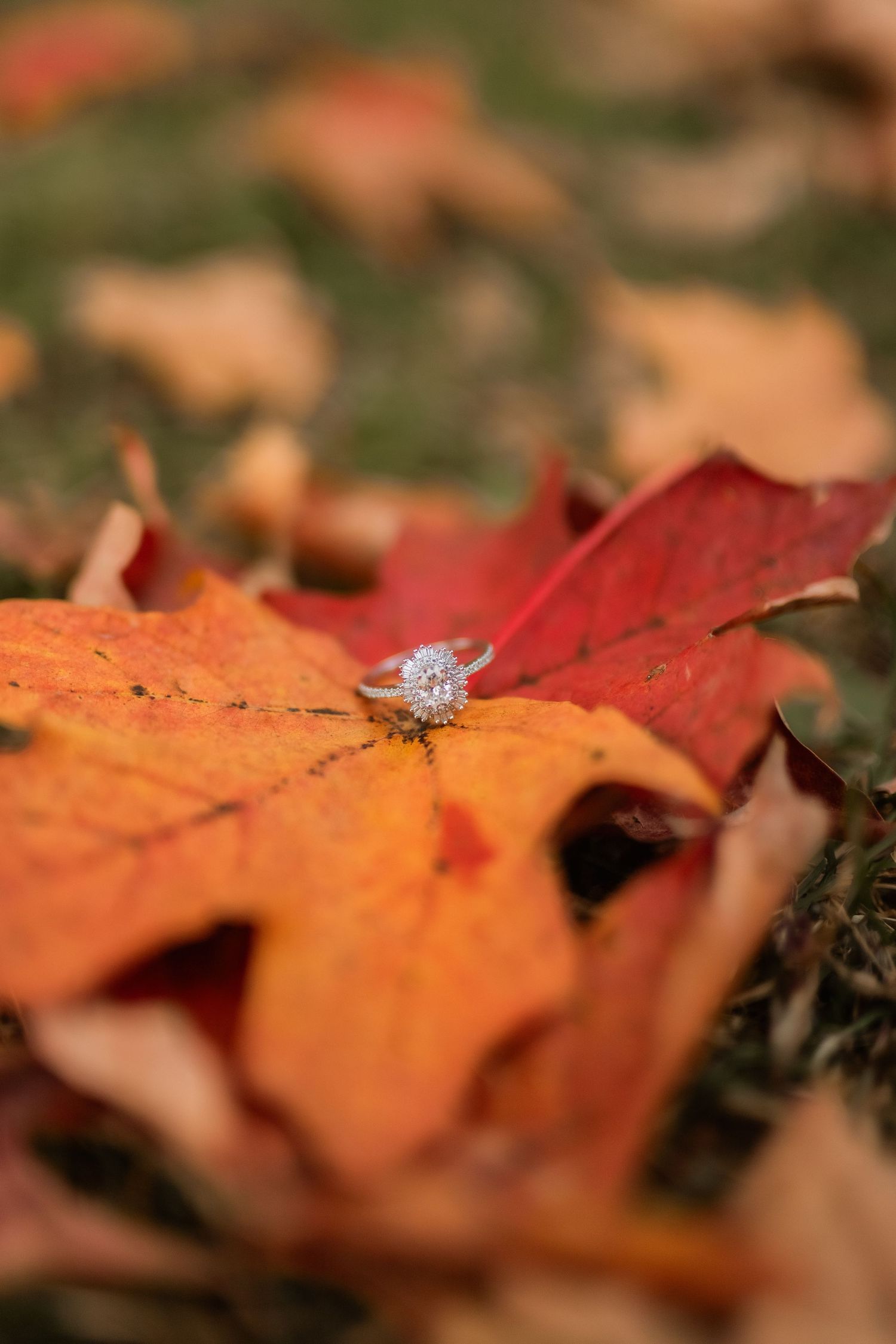 Diamond engagement ring sparkles atop vibrant orange and red autumn maple leaves in soft focus.