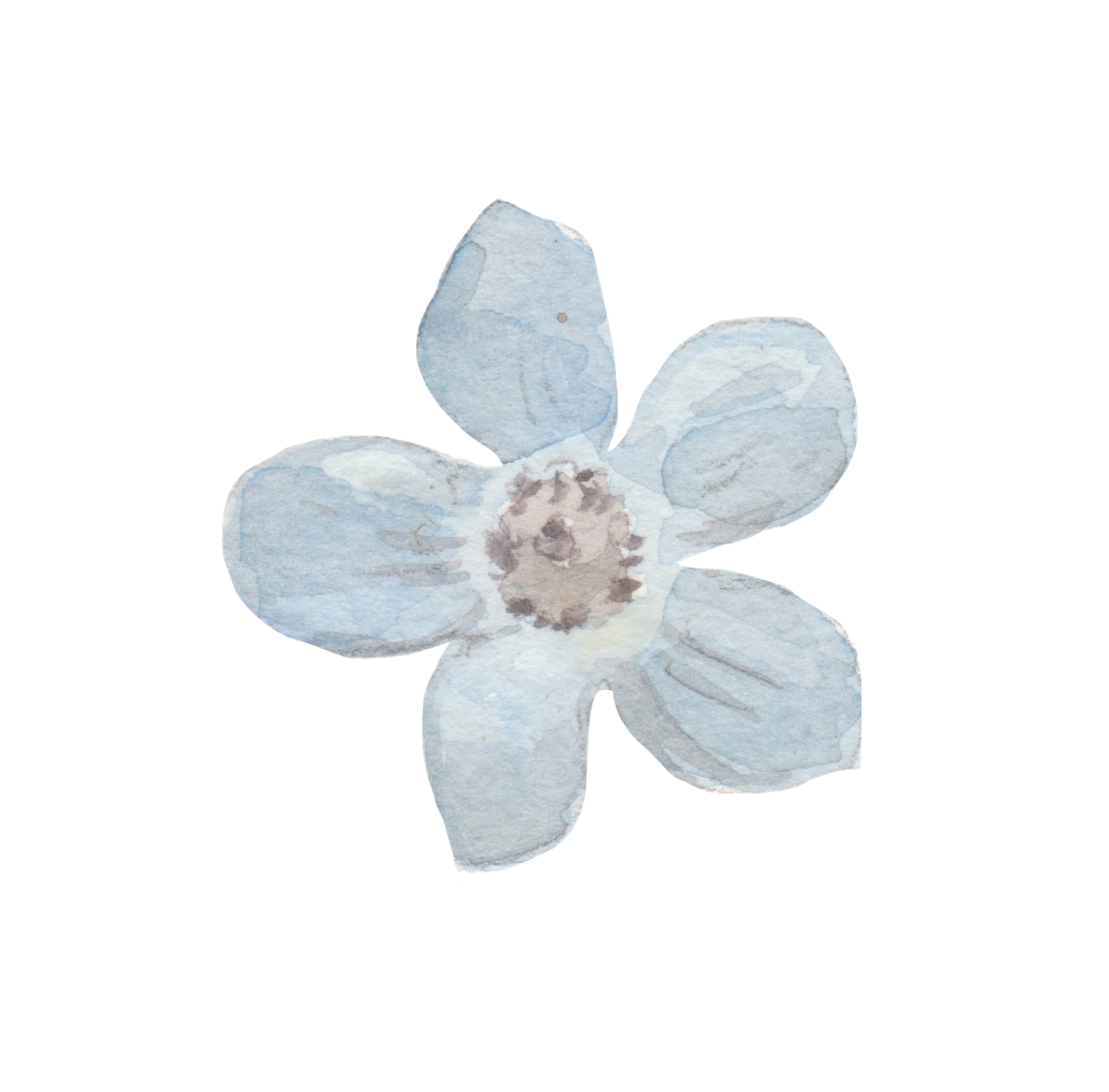A delicate watercolor illustration of a light blue flower with five petals and a brown center.