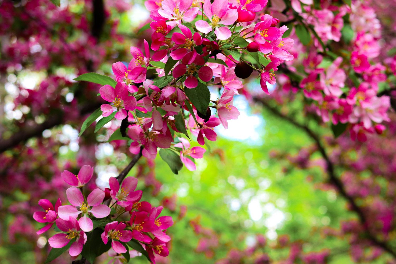 Vibrant pink crabapple blossoms bloom against a soft green bokeh background in springtime.