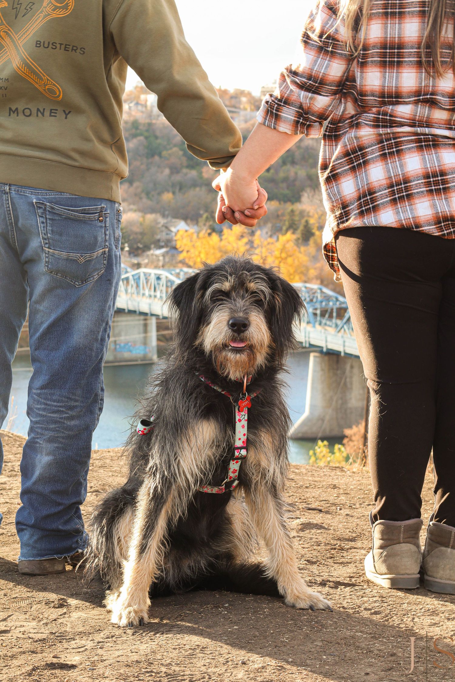 A series of photos showing a scruffy black dog with a red collar being walked outdoors during autumn.