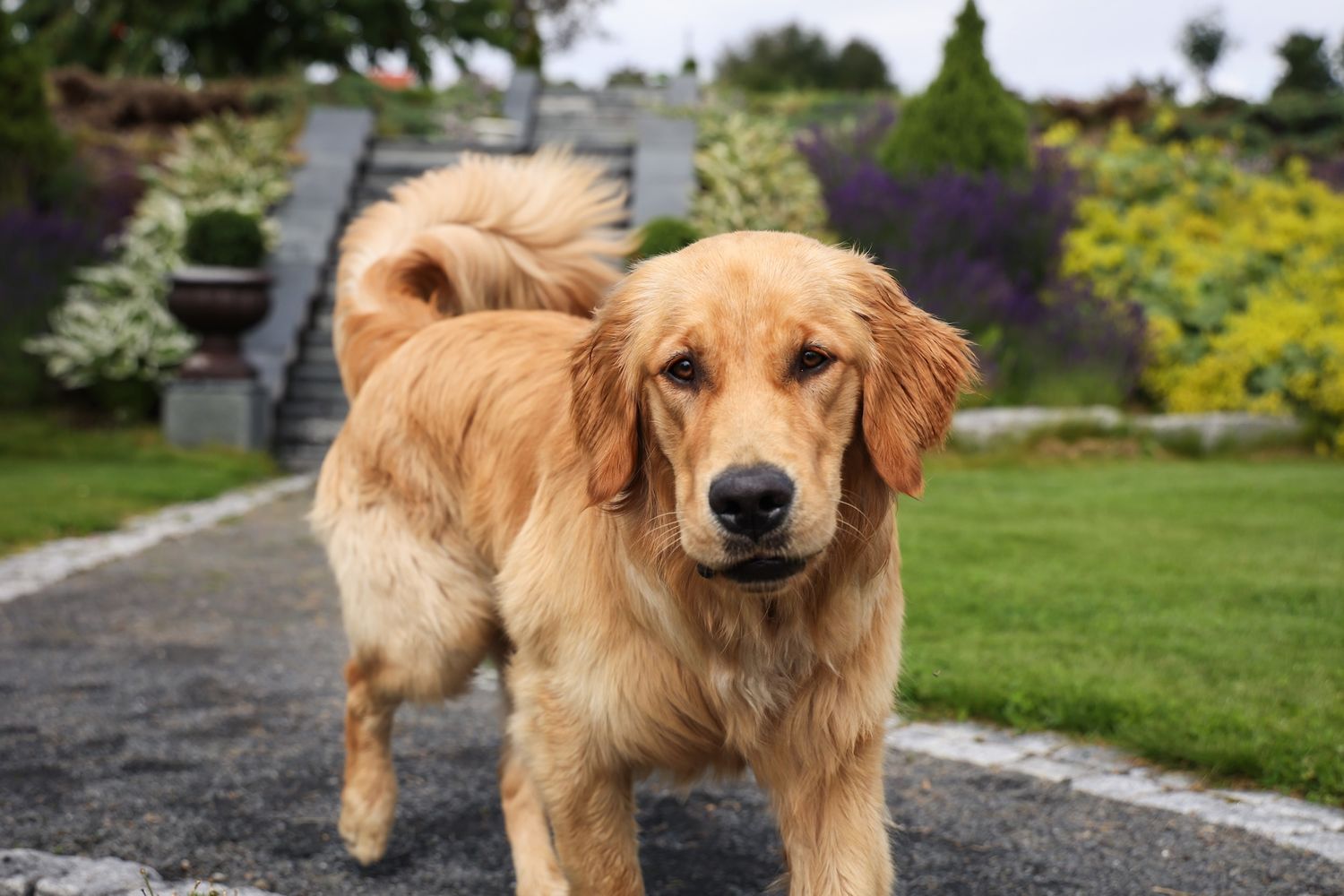 marit-andersen-portrett-fotograf-oslo-hund