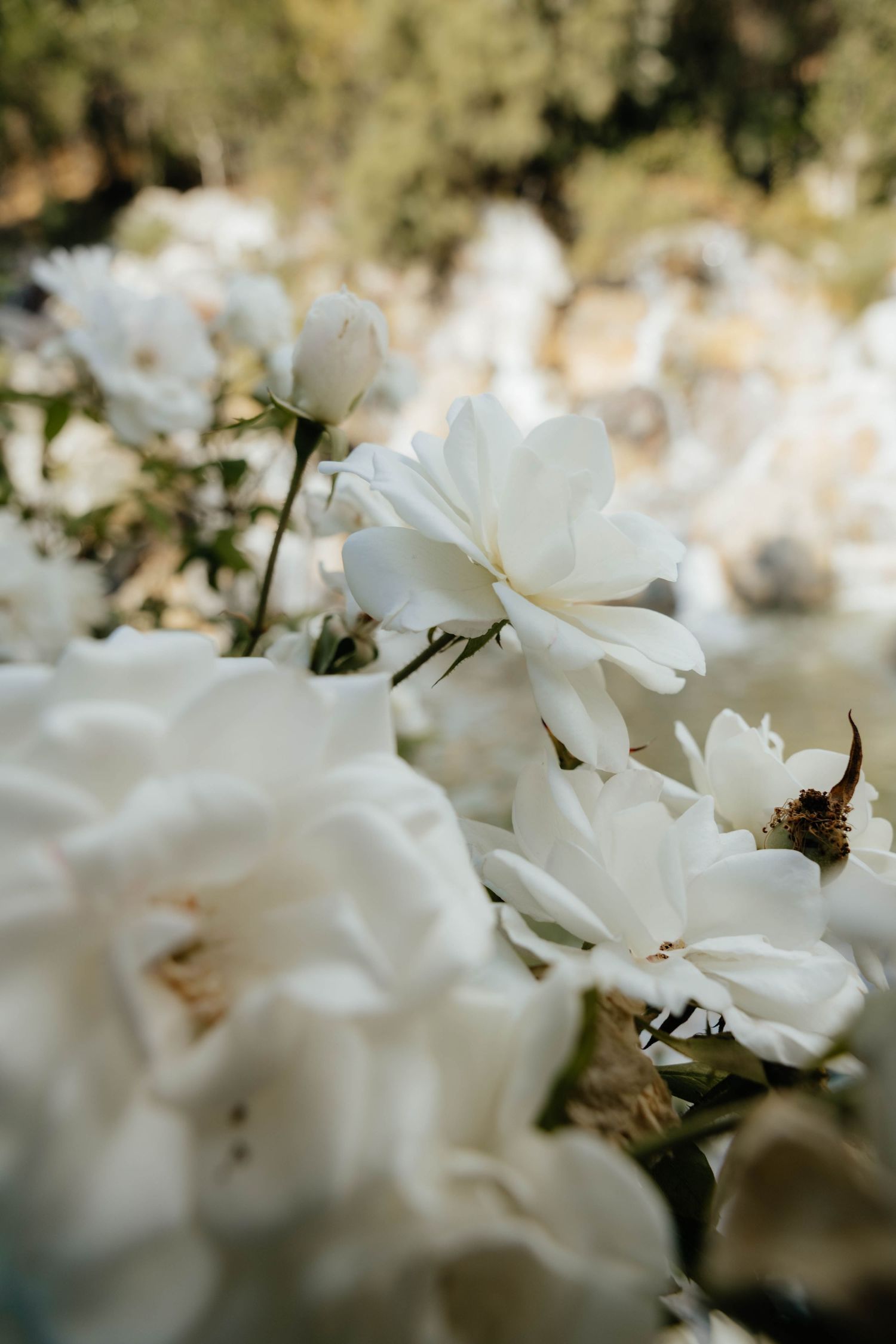 Close-up of delicate white flowers in soft focus.