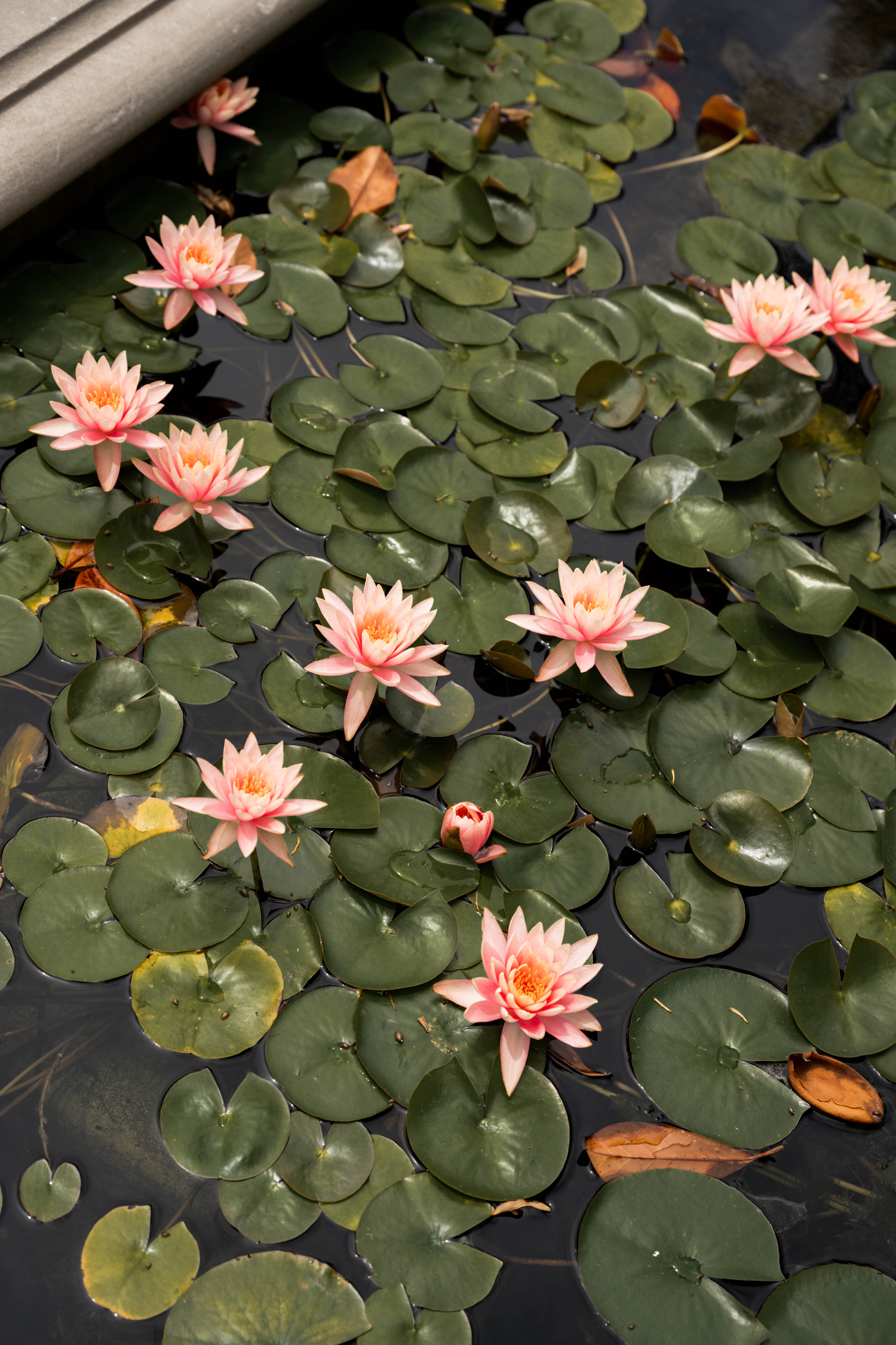 Pink water lilies blooming on green lily pads floating in a dark pond garden.