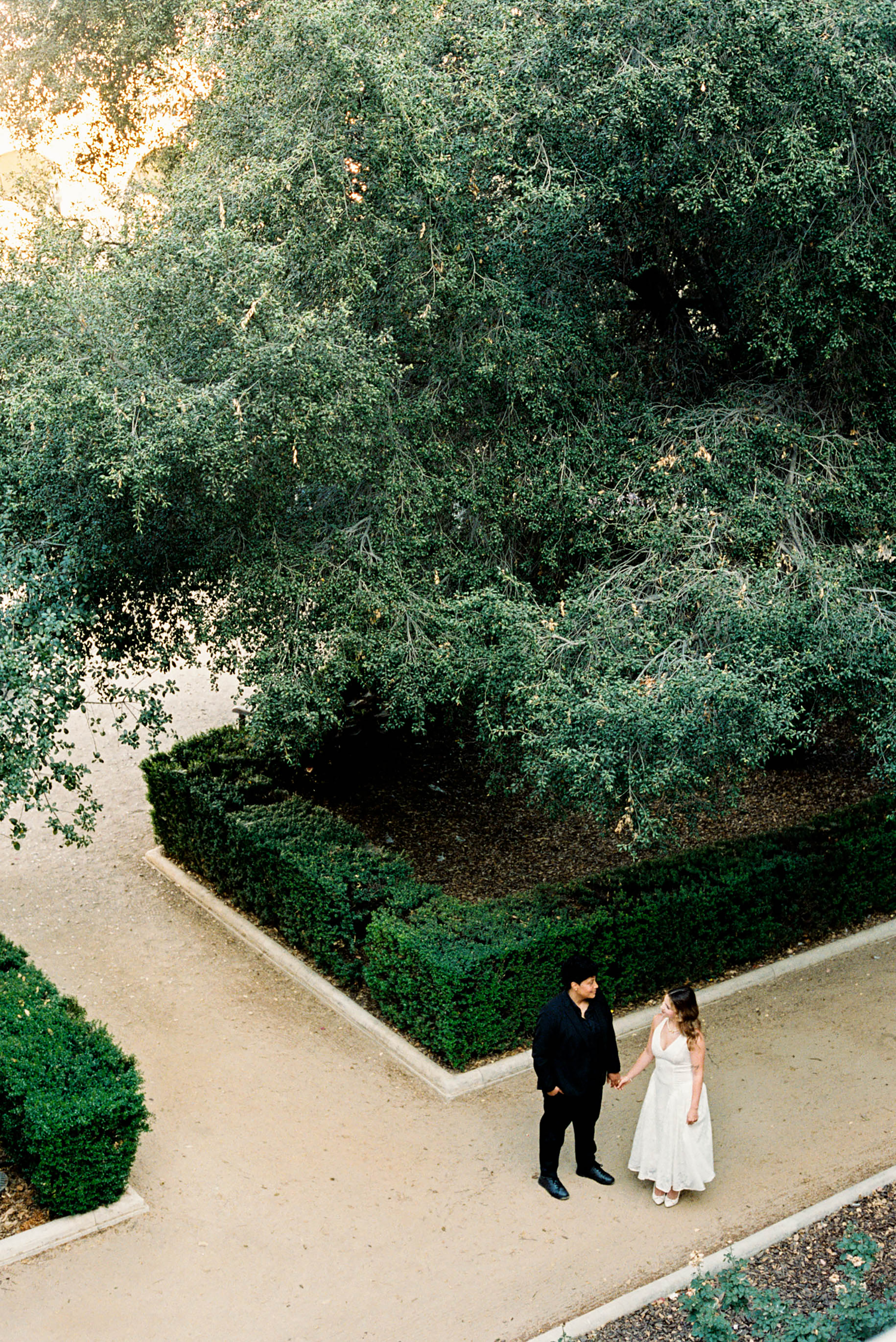 Aerial view of a bride and groom walking hand in hand along a garden path surrounded by lush green hedges and trees.