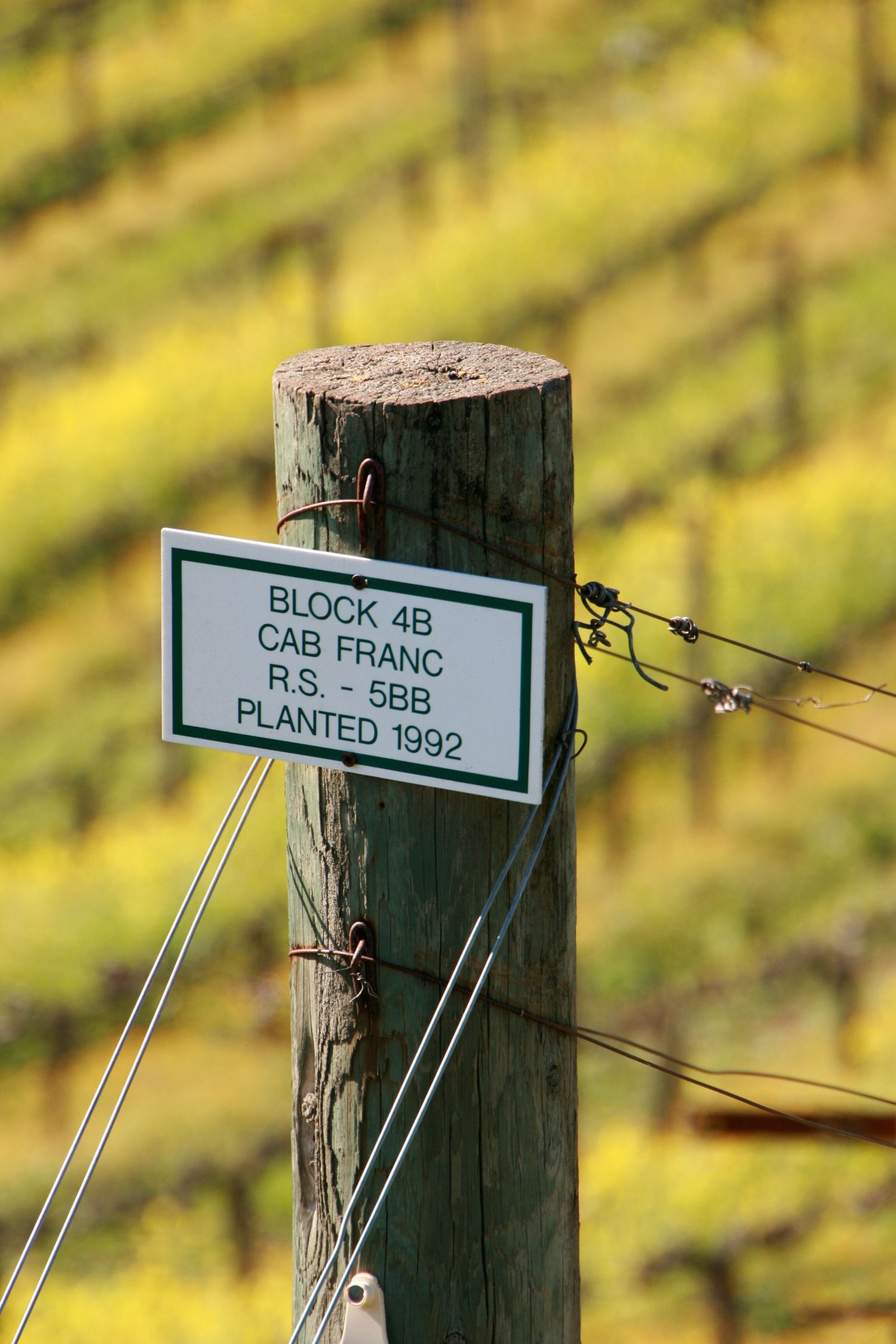 Vineyard marker post displaying Block 46 Cab Franc details against a blurred golden background.