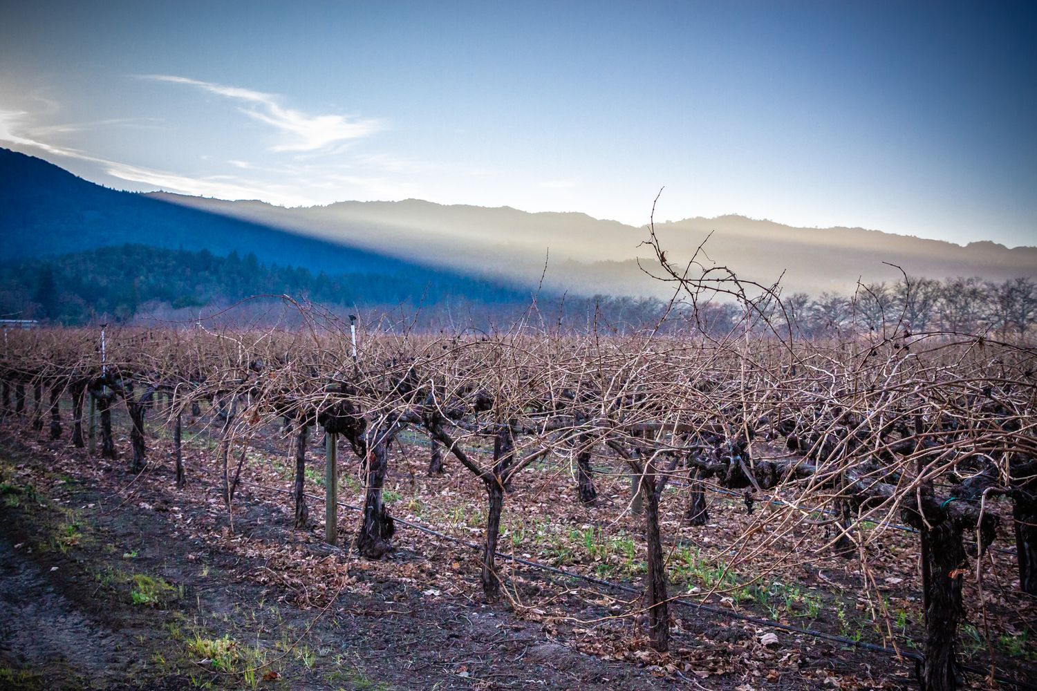 Vineyard rows in winter with bare vines against misty mountains and morning sunlight.