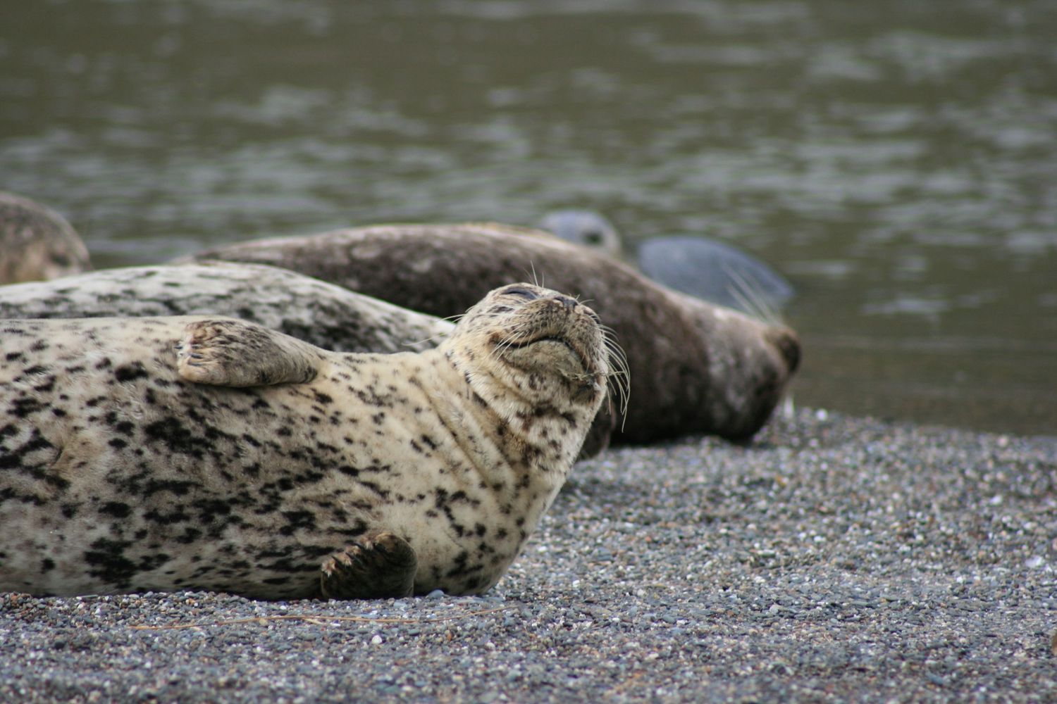 Harbor seals resting on rocky shore with spotted grey coats.