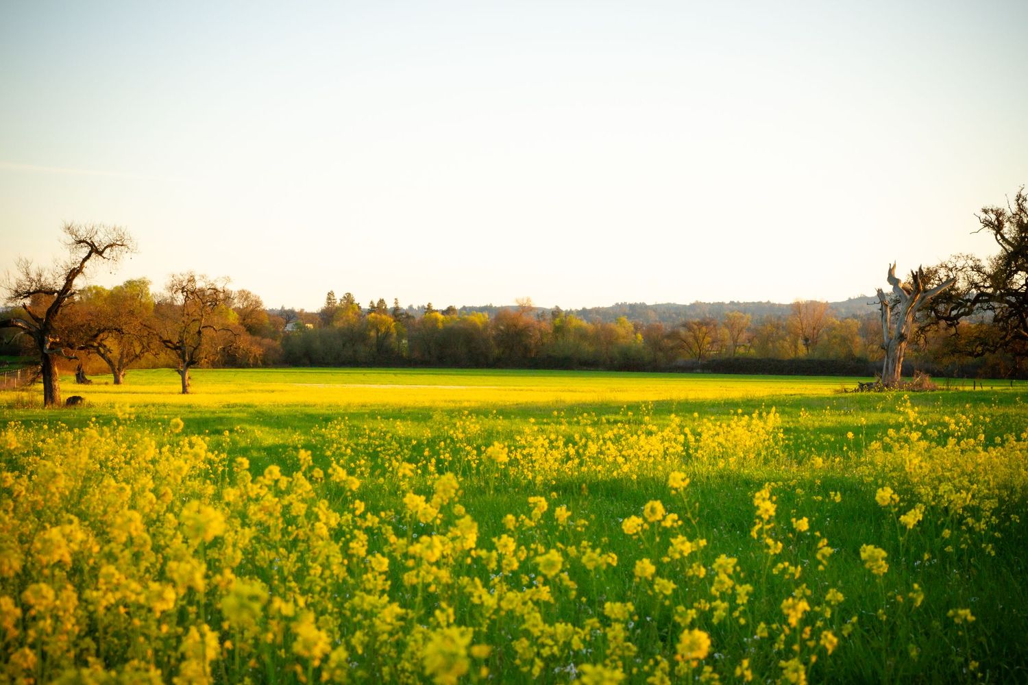 Panoramic view of bright yellow canola flower field stretching to horizon.