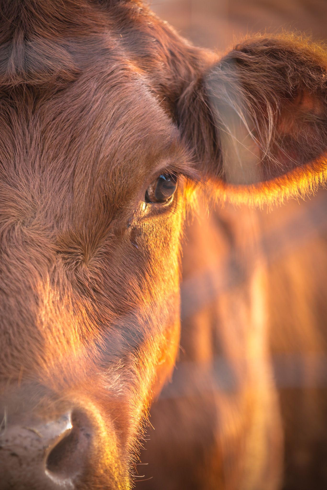 Close-up of brown cow's eye and face in golden sunlight.