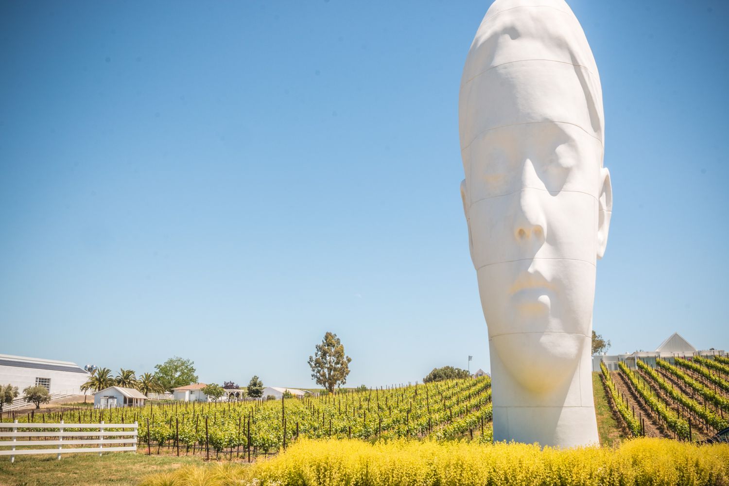 Dramatic white head sculpture towers over sunny vineyard landscape.
