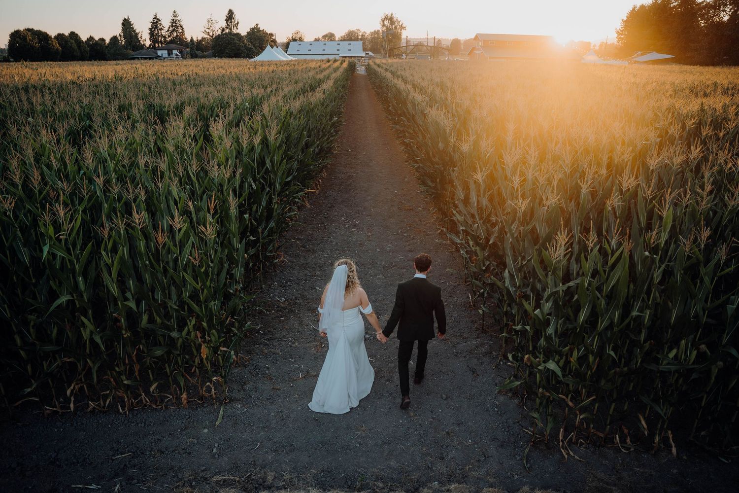 A couple in wedding attire walks down a path between cornfields at sunset.