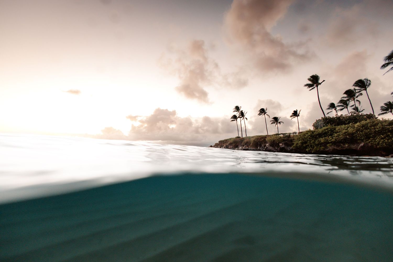 Partially underwater photo with ocean surface split view and a palm tree in the background.