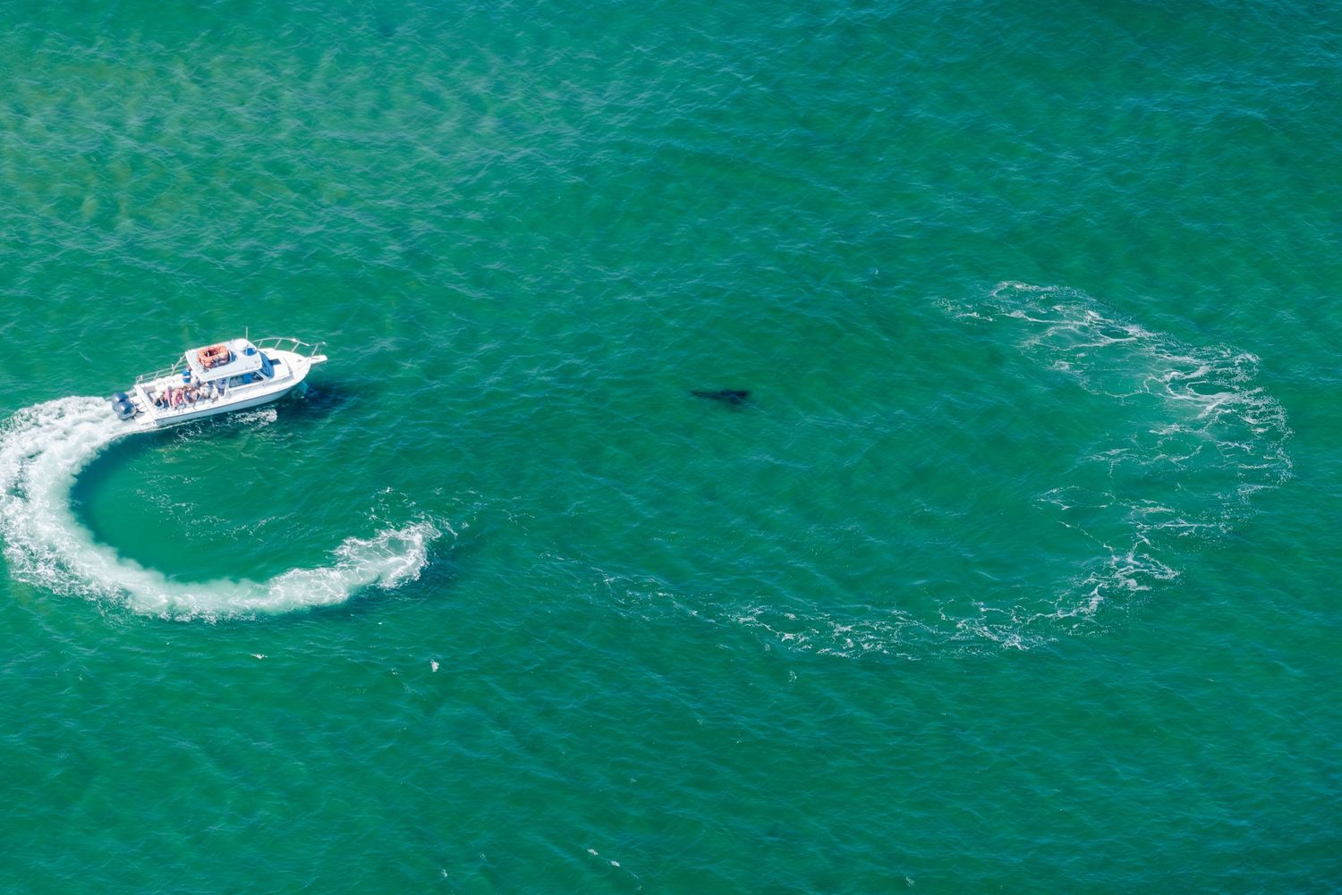 Aerial view of a boat on the ocean with a shark nearby.