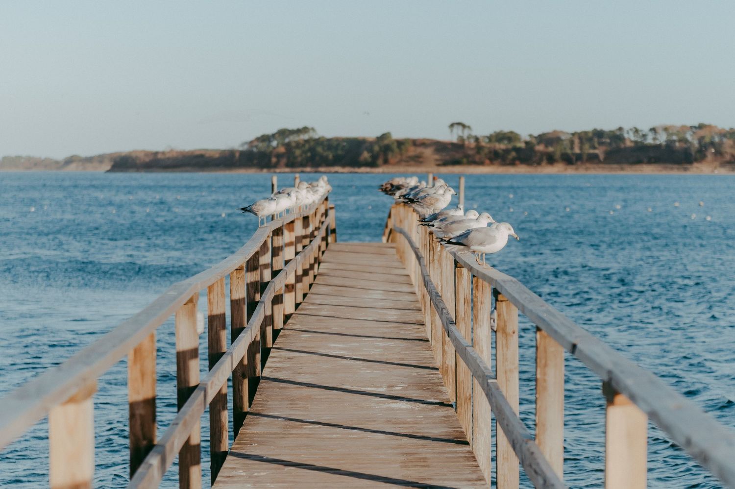 Seagulls perched along a wooden dock by the water.