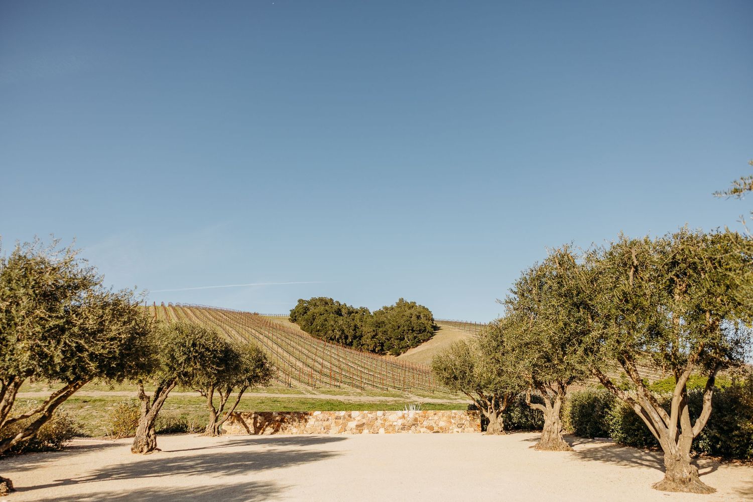 Rolling hills with rows of olive trees on terraced farmland under a bright blue sky in a Mediterranean landscape.