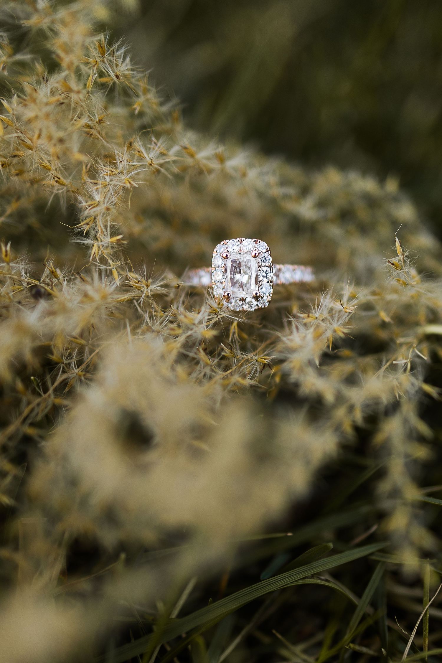 A stunning diamond engagement ring photographed against dried botanical elements.