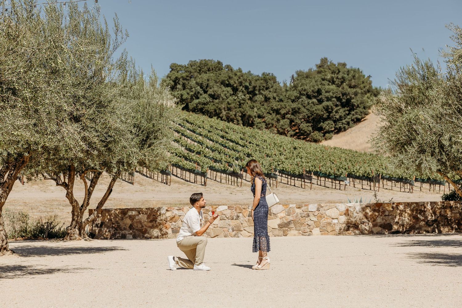 Scenic panoramic view of a vineyard with olive trees and rolling hills in wine country on a sunny day.
