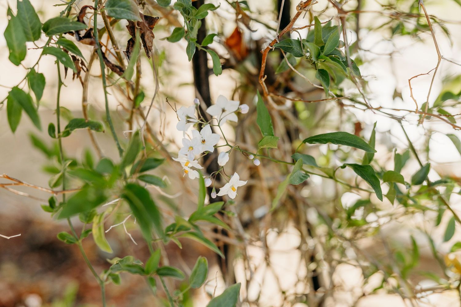 Sunlight filtering through delicate green leaves and branches creating a natural bokeh effect.