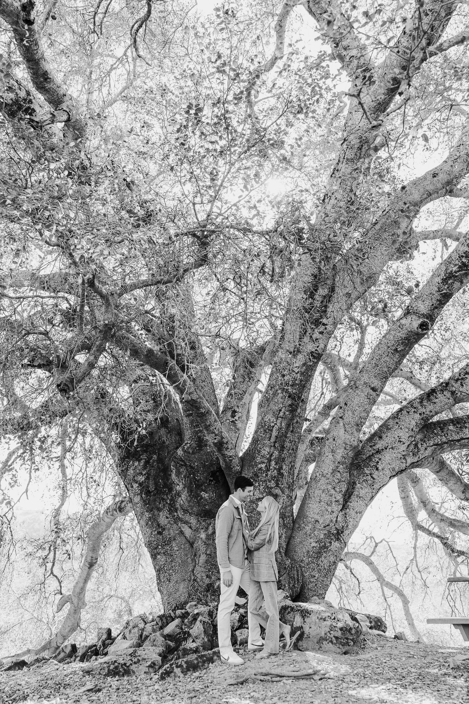 Black and white landscape showing a couple walking beneath majestic old trees.