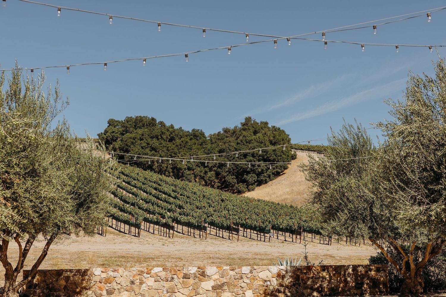 String lights hang across a rustic outdoor venue with rolling hills and olive trees in the background.