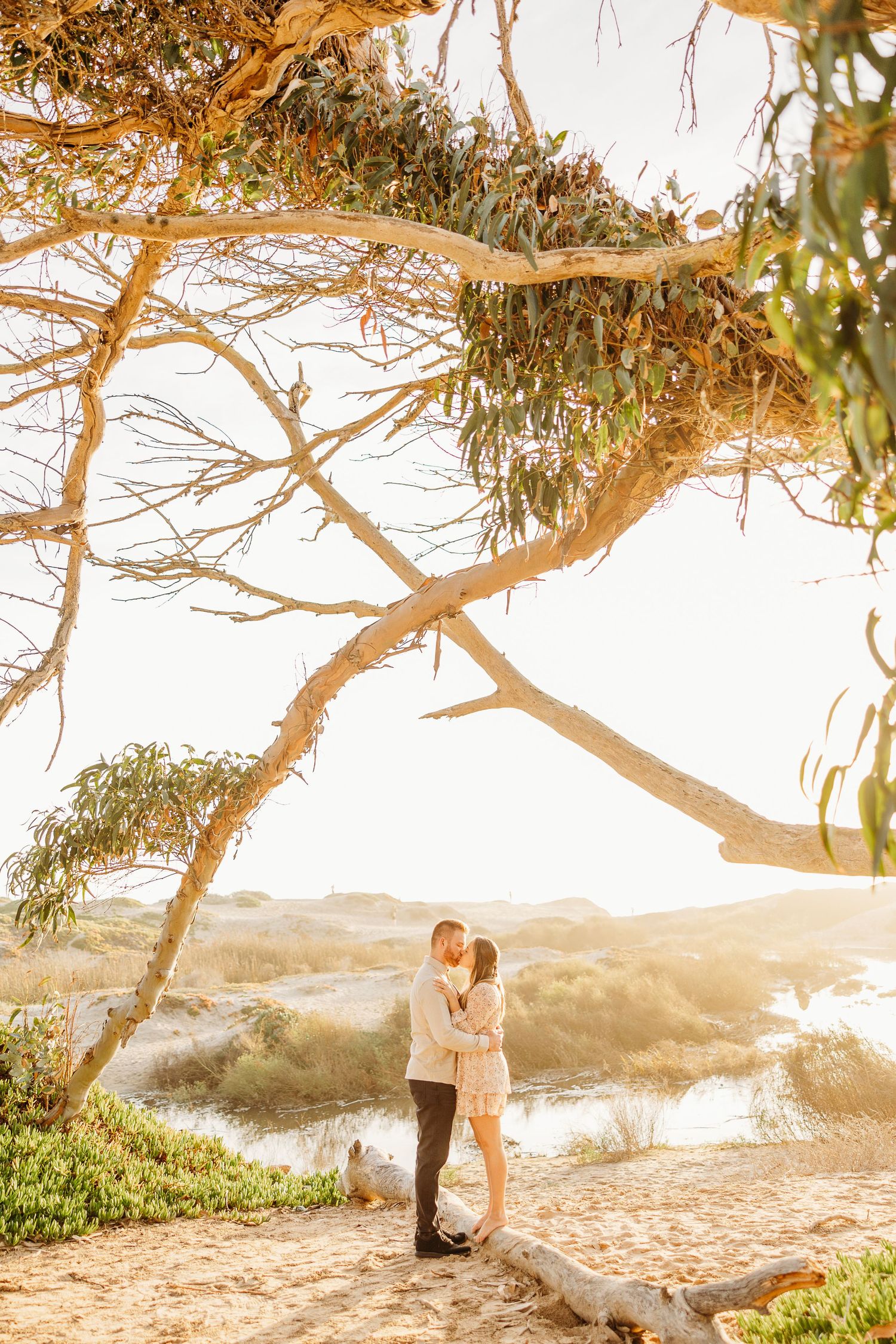 A romantic sunset moment under eucalyptus trees overlooking a scenic coastal view.