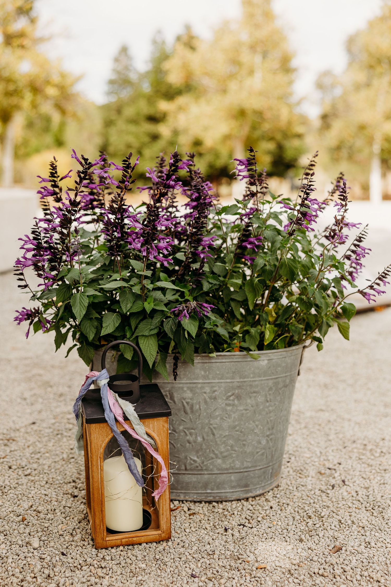 Galvanized metal buckets filled with purple flowers and lantern decorations on gravel.