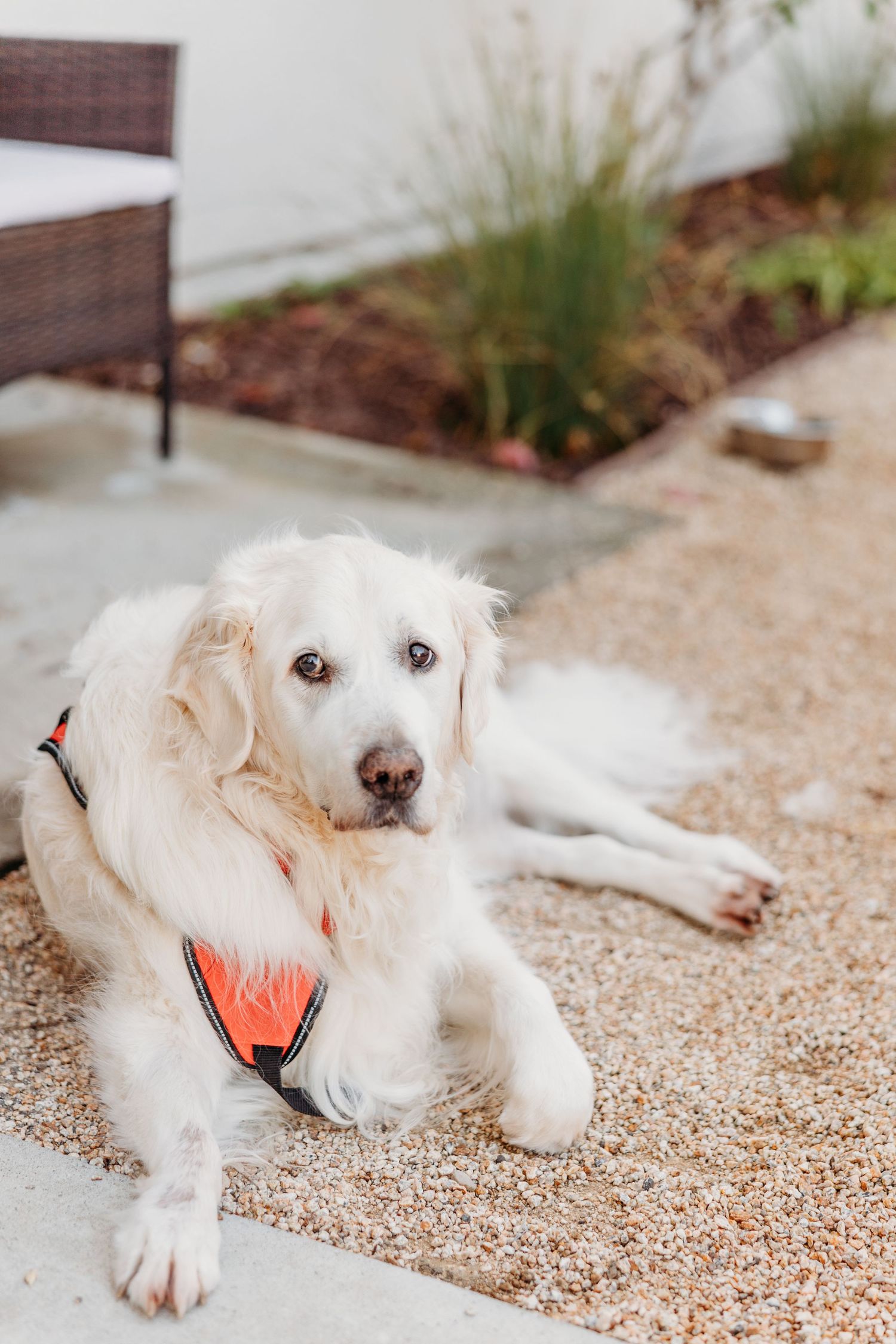 A fluffy white dog lying on a gravel surface wearing an orange bandana around its neck.