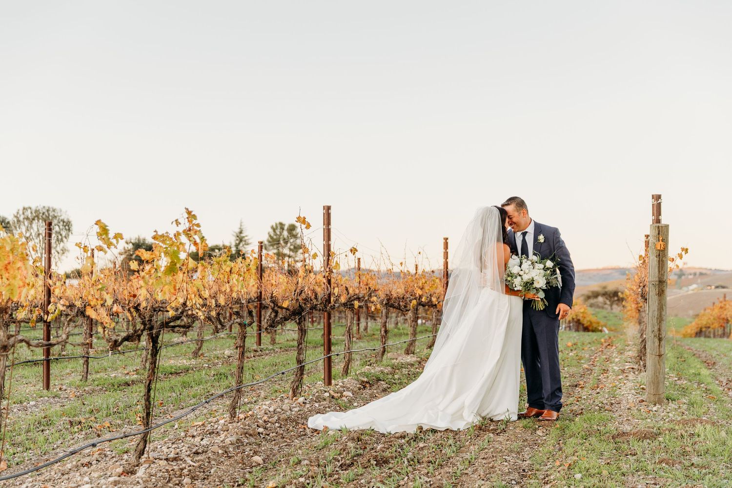 A wedding couple poses in a vineyard with rows of grapevines during sunset.