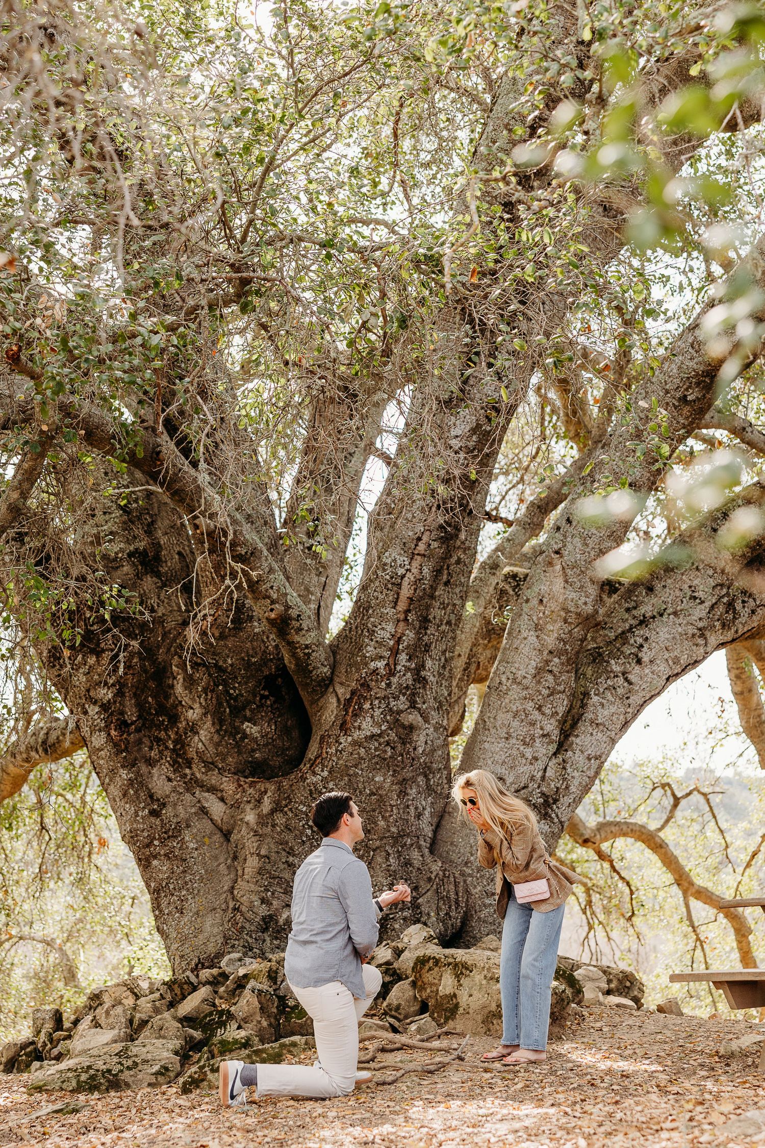 A romantic proposal scene unfolds beneath a large gnarled tree trunk in a natural outdoor setting.