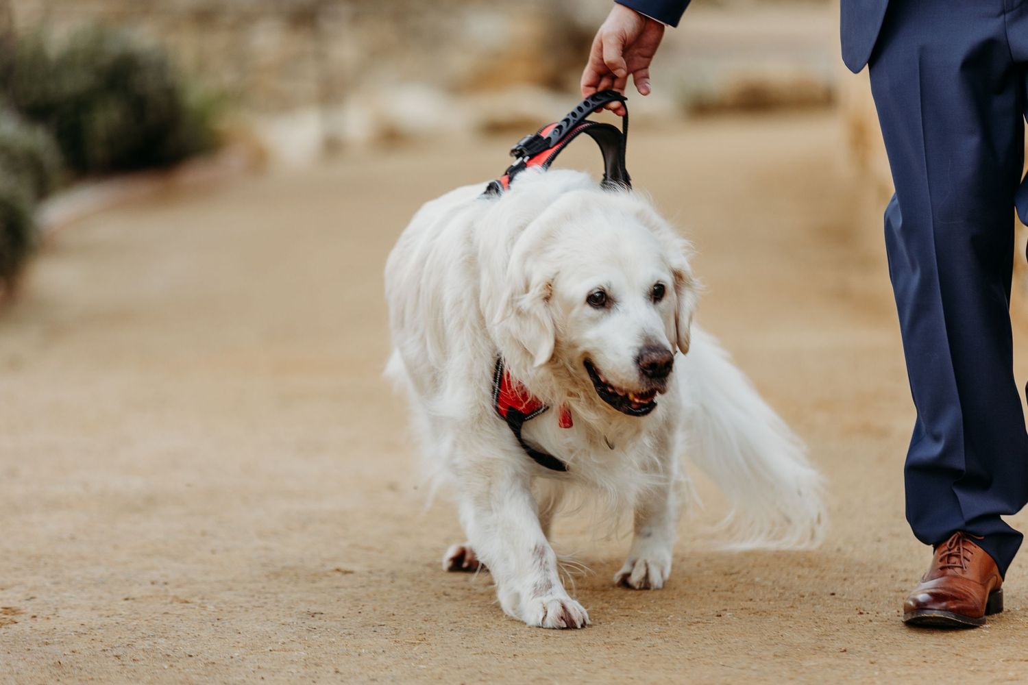 Golden retriever wearing red collar being walked on dirt path.
