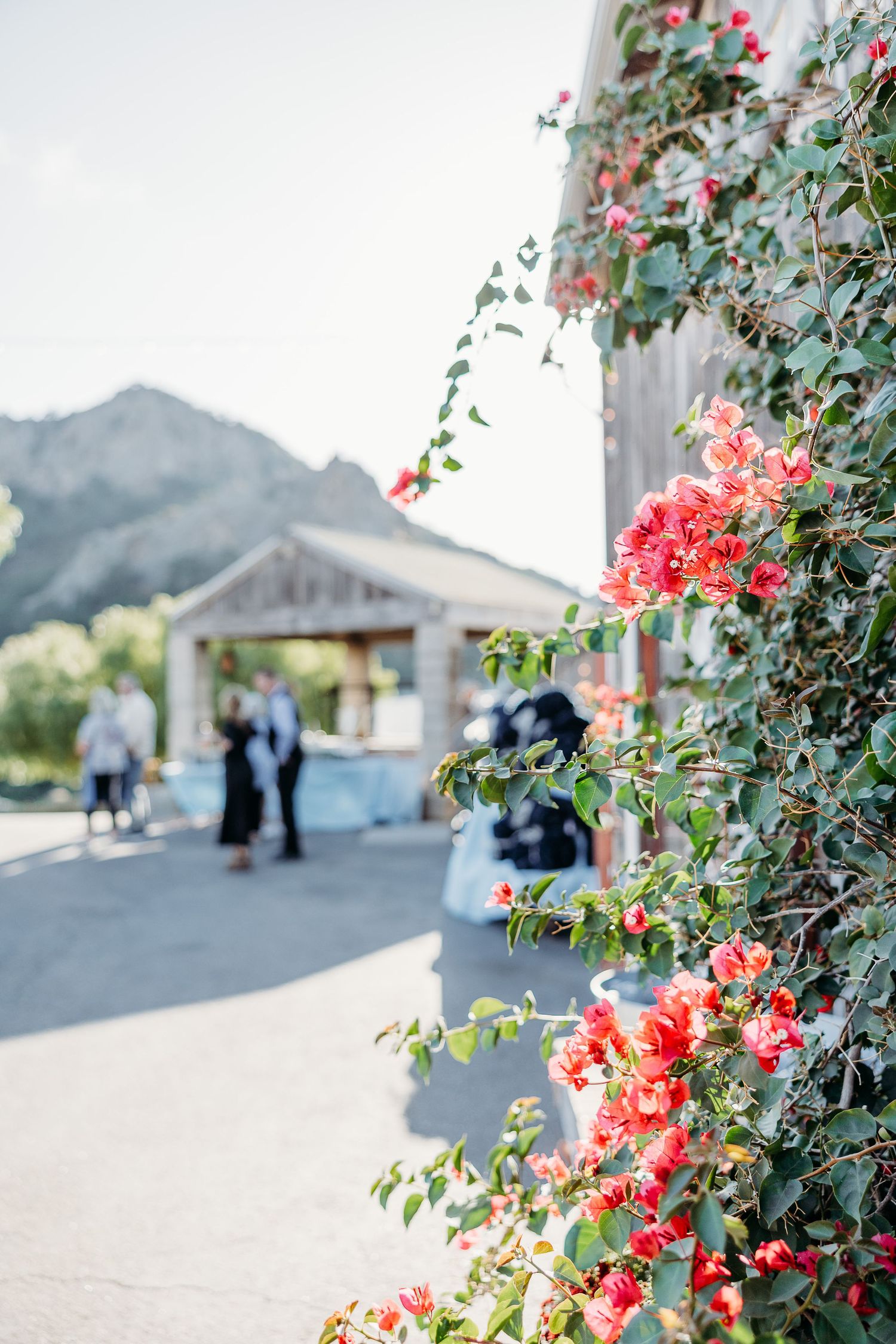 Beautiful coral bougainvillea flowers blooming against white wall with mountains and guests in background.