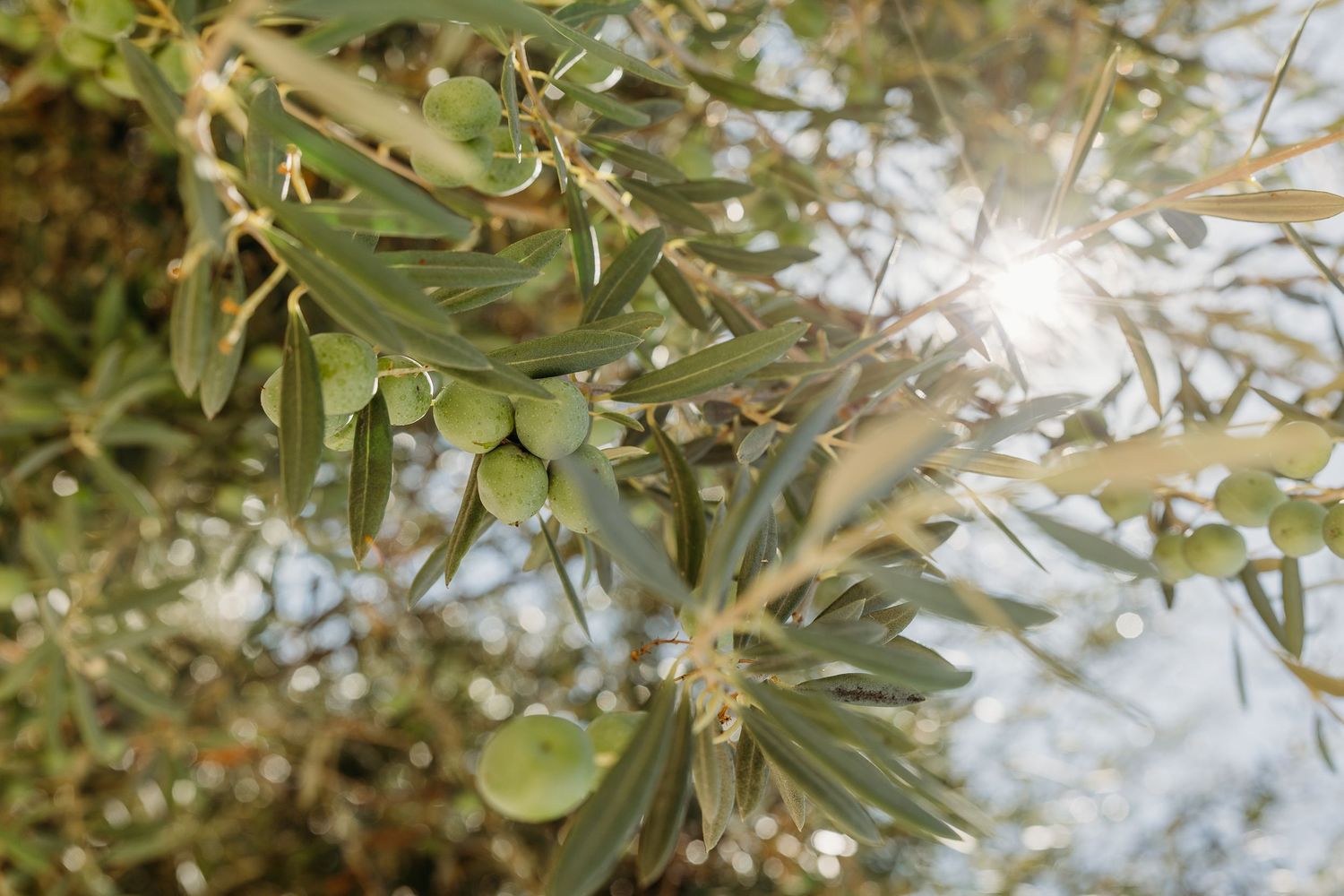 Lush green foliage and leaves create a natural canopy in a garden setting.